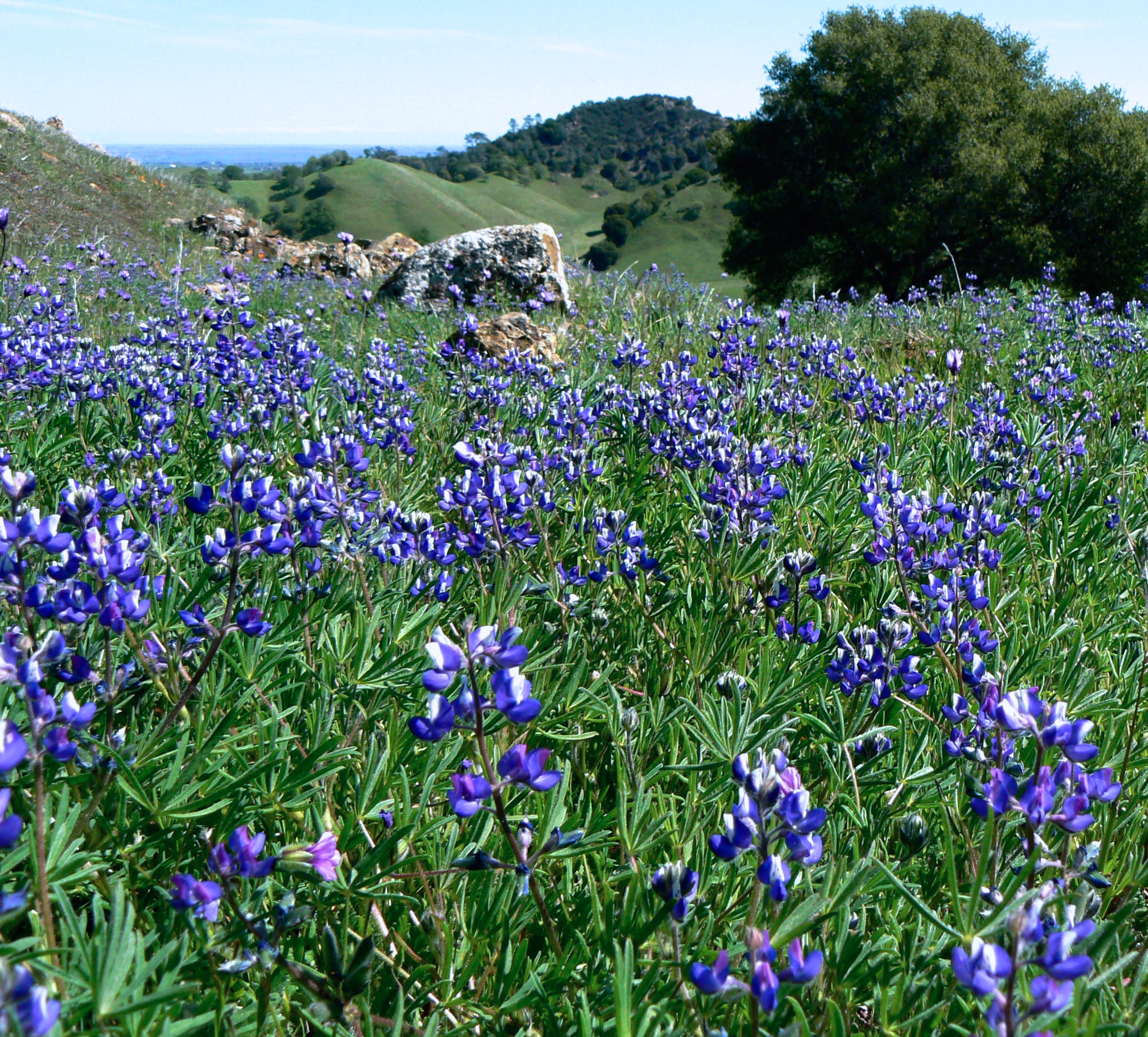 Miniature lupine crowds the shoulder of Upper Oil Canyon Trail.