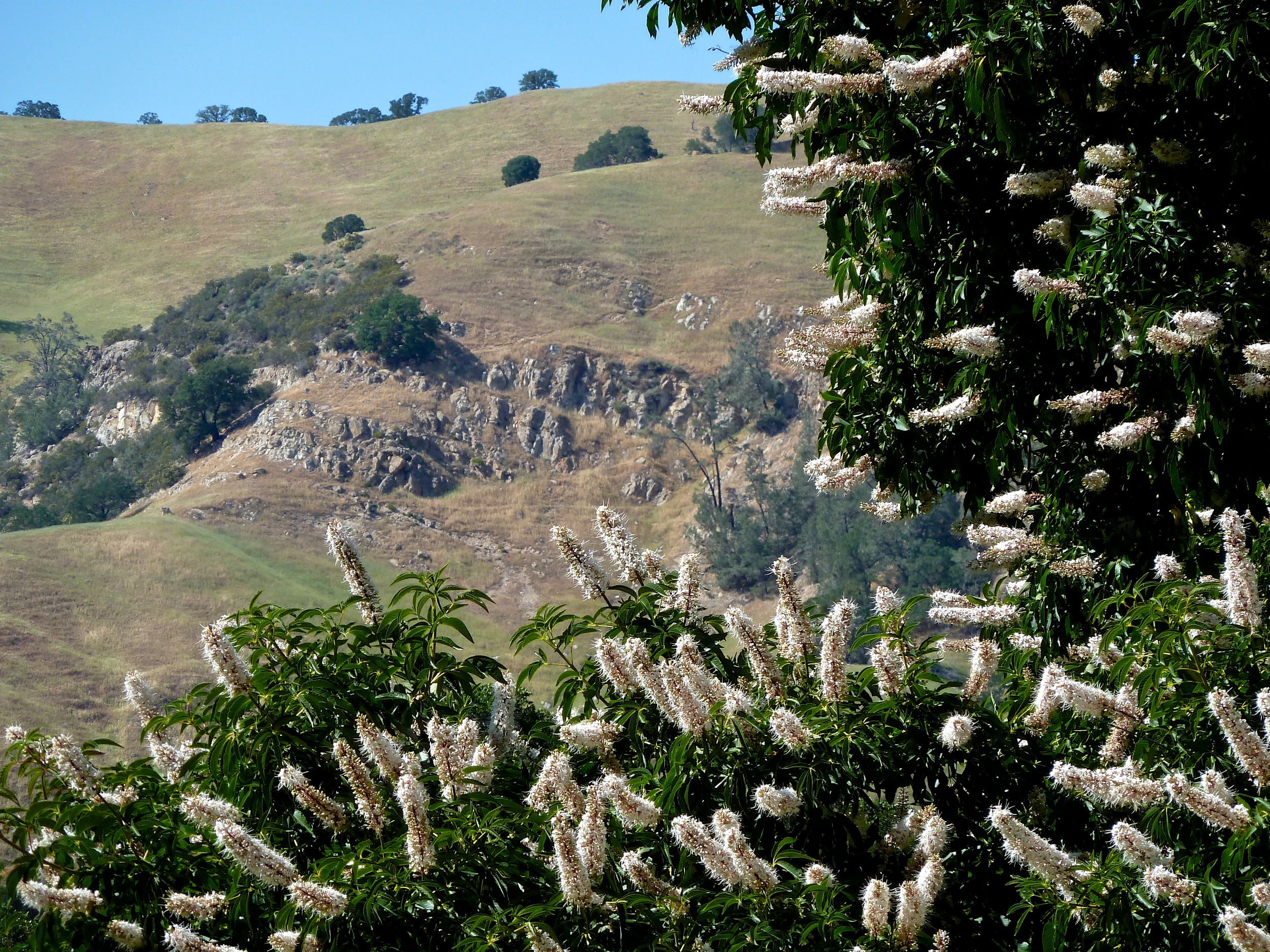Buckeye blossoms frame sandstone escarpments towering above the former Stewartville townsite.