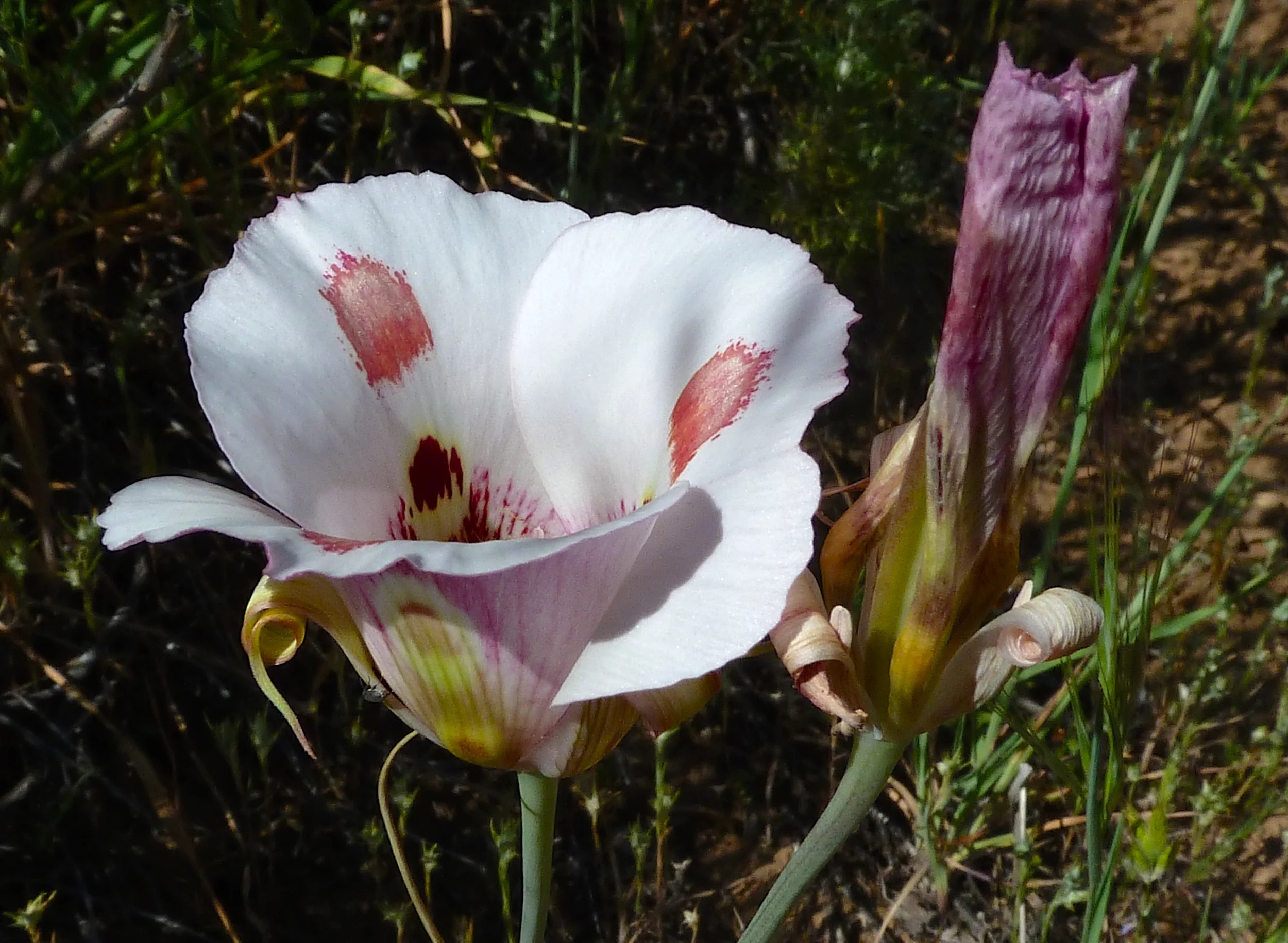 Butterfly mariposa lilies adorn the intimate confines of Lower Oil Canyon.