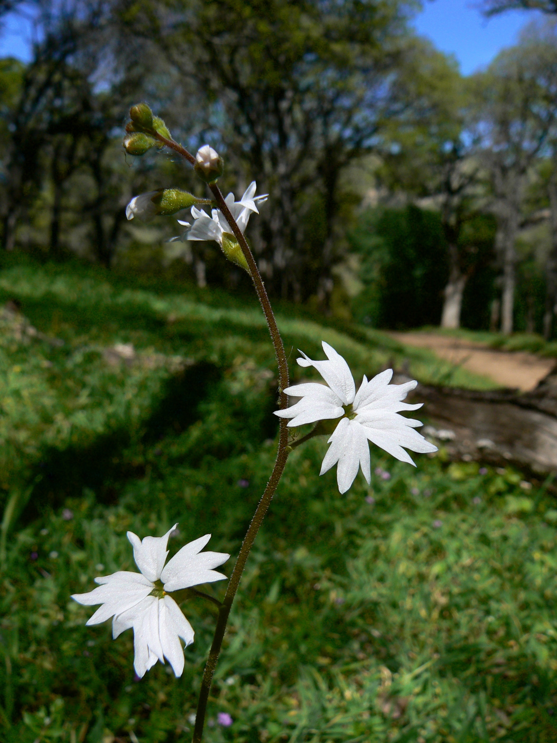 Woodland star gathers the spring light along the Upper Oil Canyon Trail.