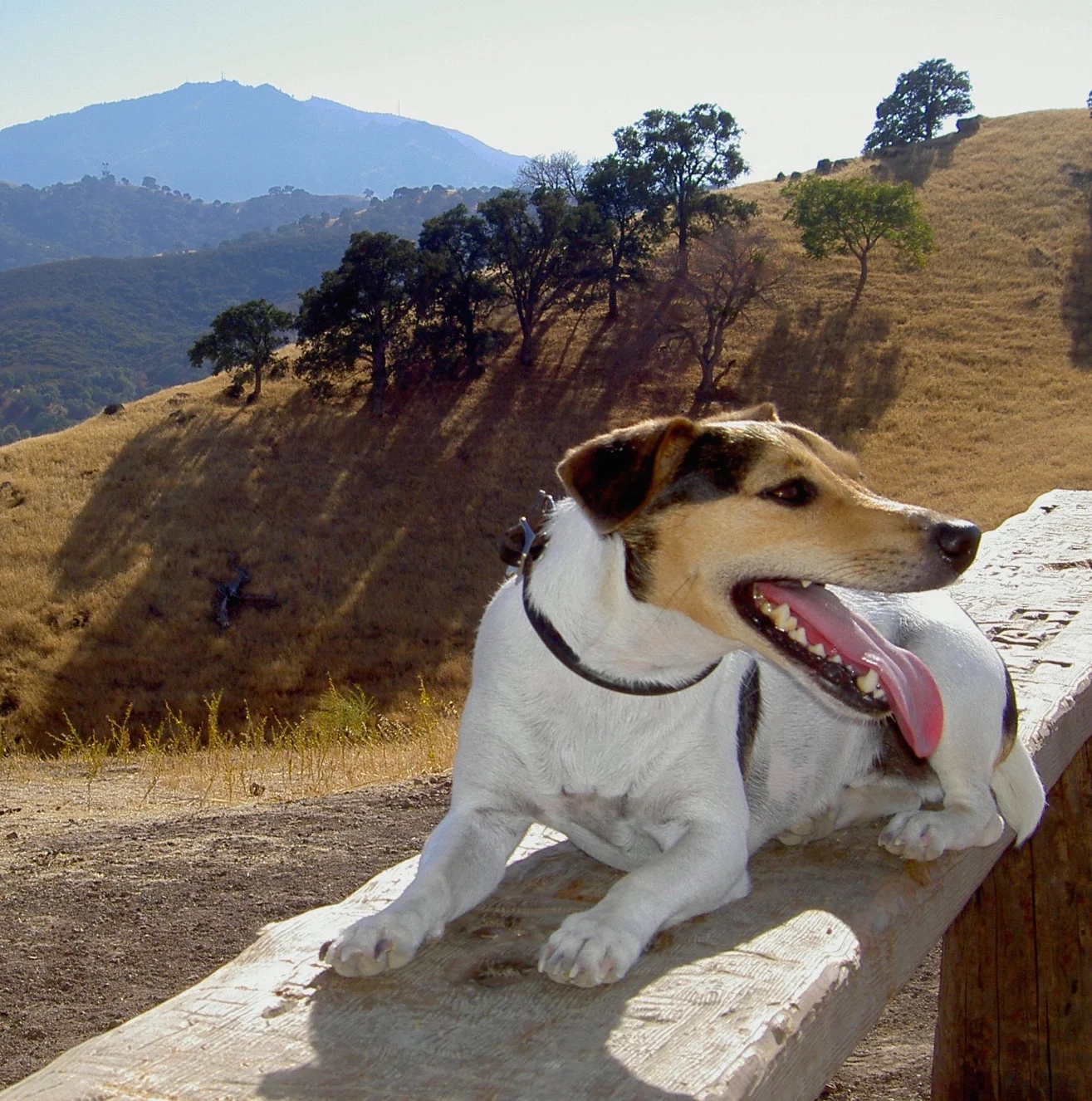 Our hiker hound JD enjoys the the park's sights, sounds and scents from a bench at the intersection of Stewartville and Ridge trails. 