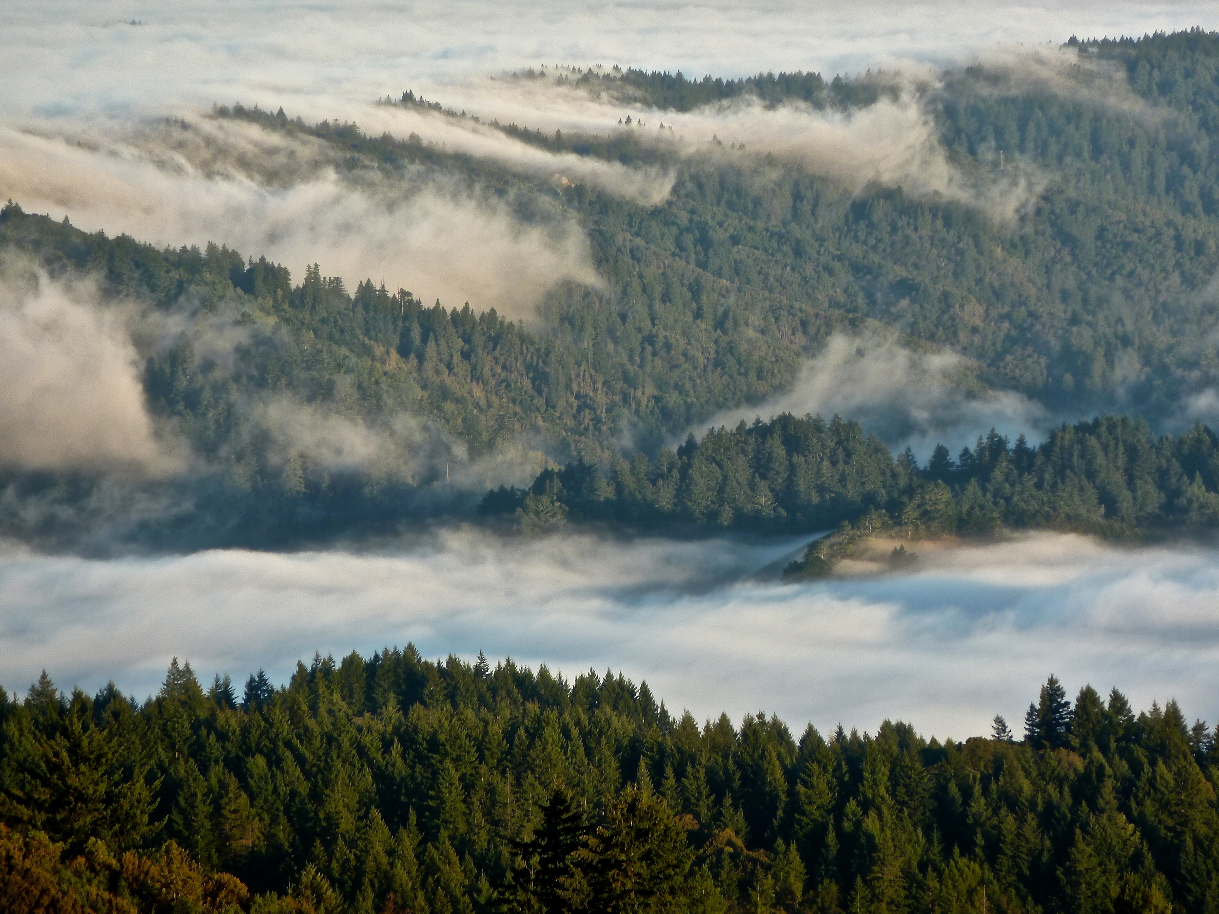 Mt. Tamalpais State Park.