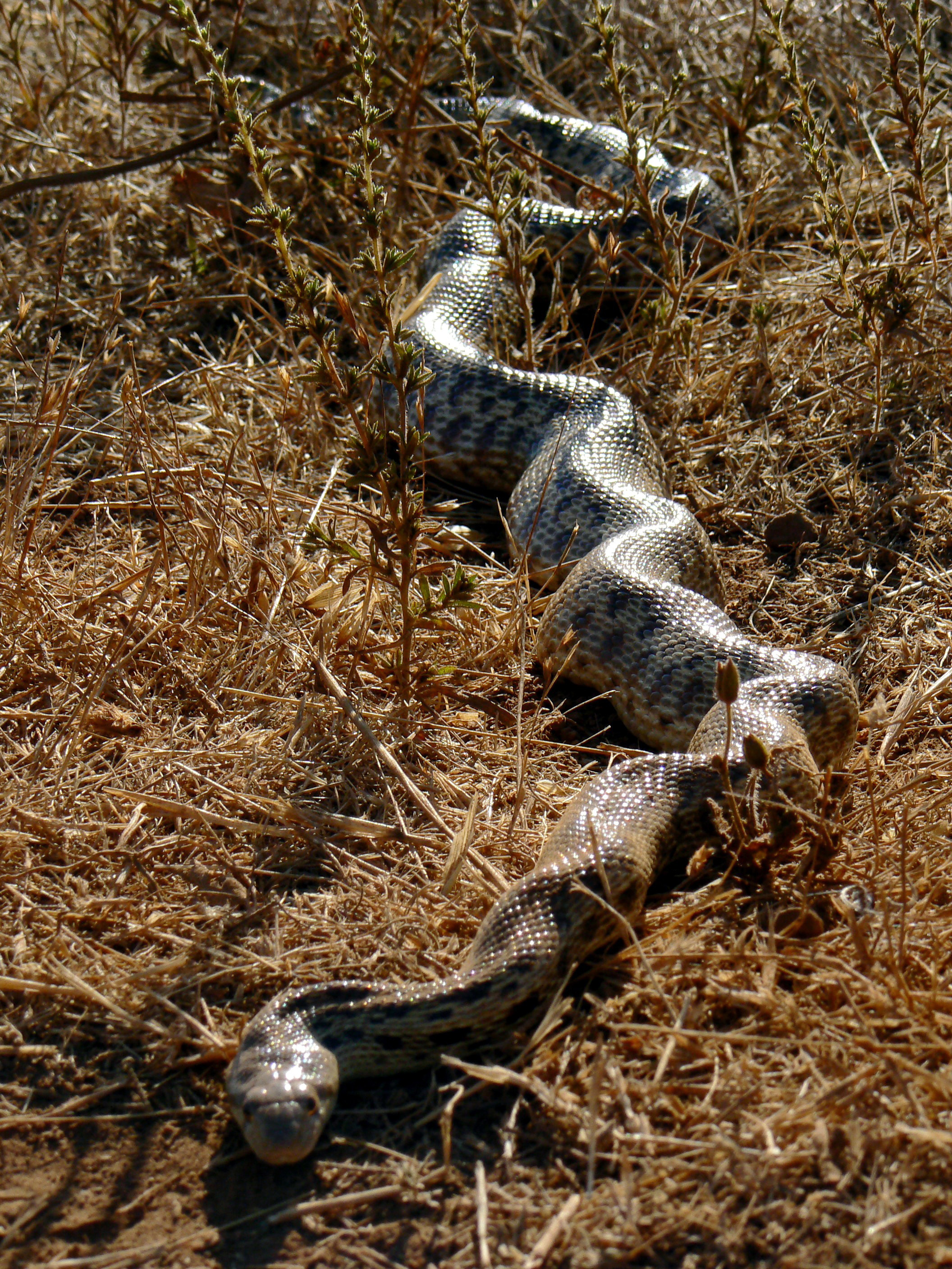 Gopher snake, Mt. Diablo State Park.