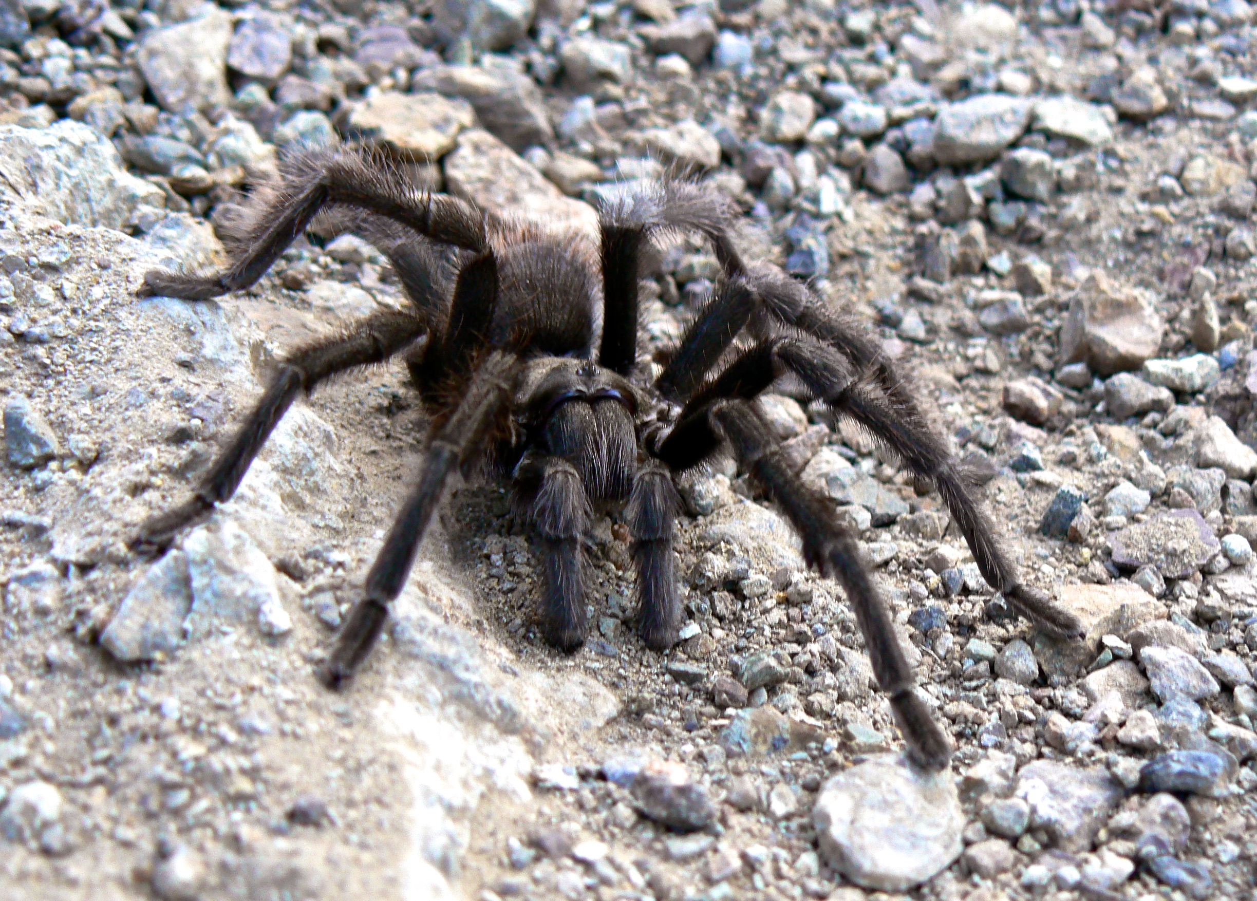 Tarantula, Mt. Diablo State Park.