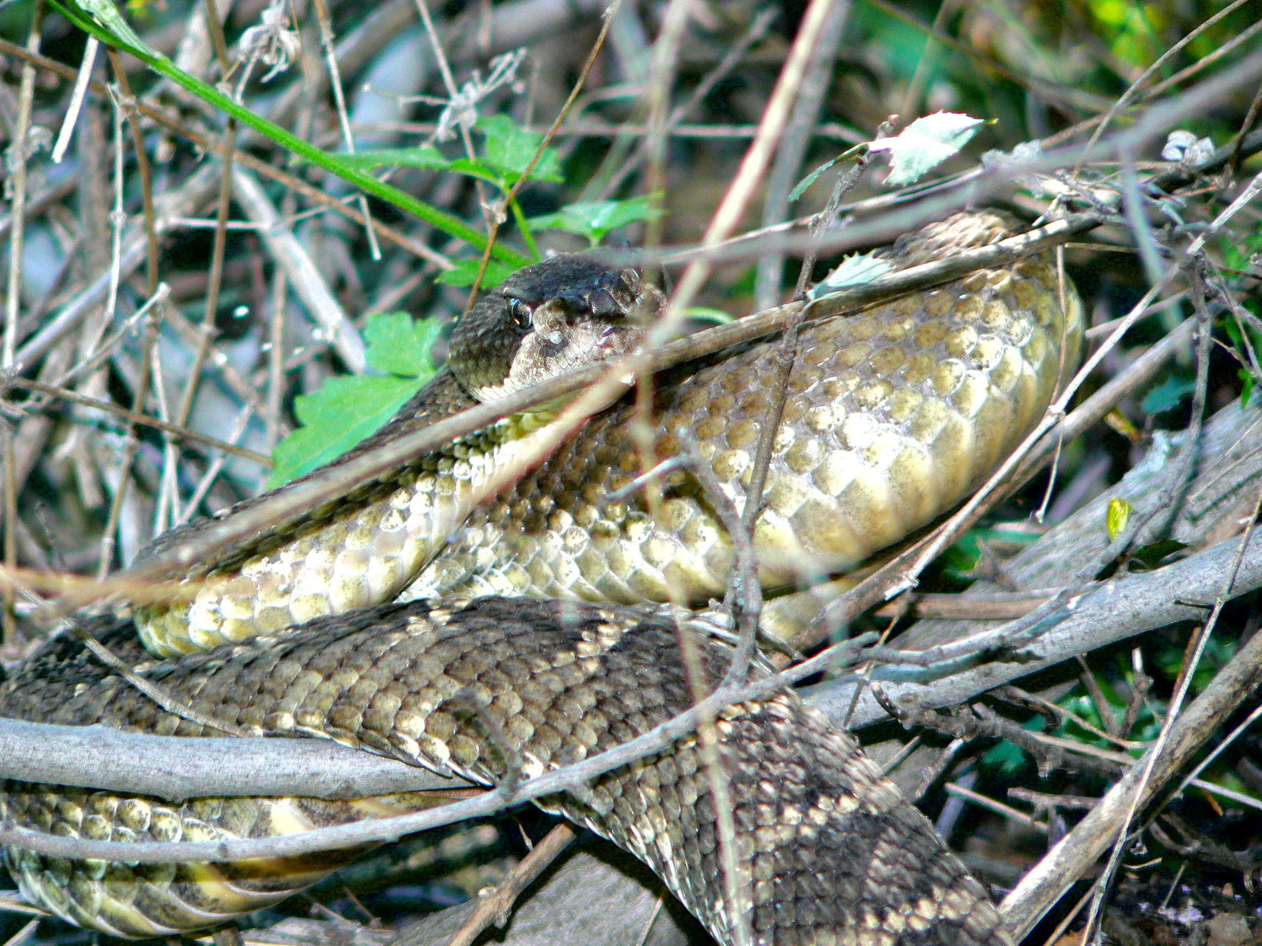 Northern Pacific rattlesnake, Mt. Diablo State Park.