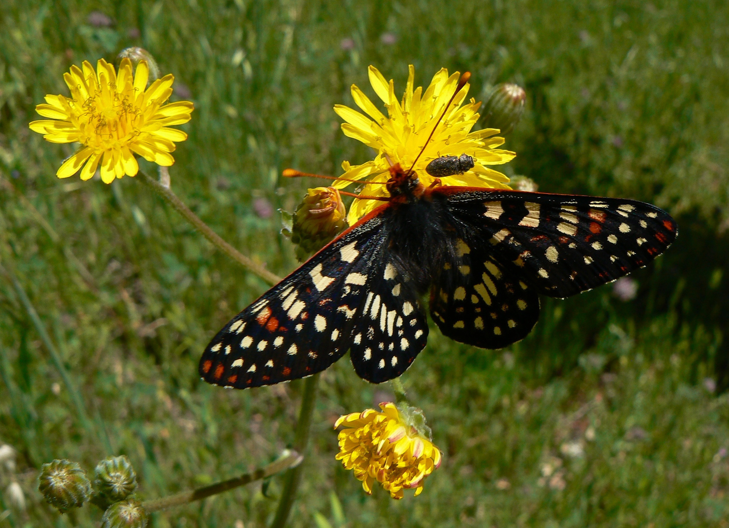 Checkerspot, Sunol Regional Wilderness.