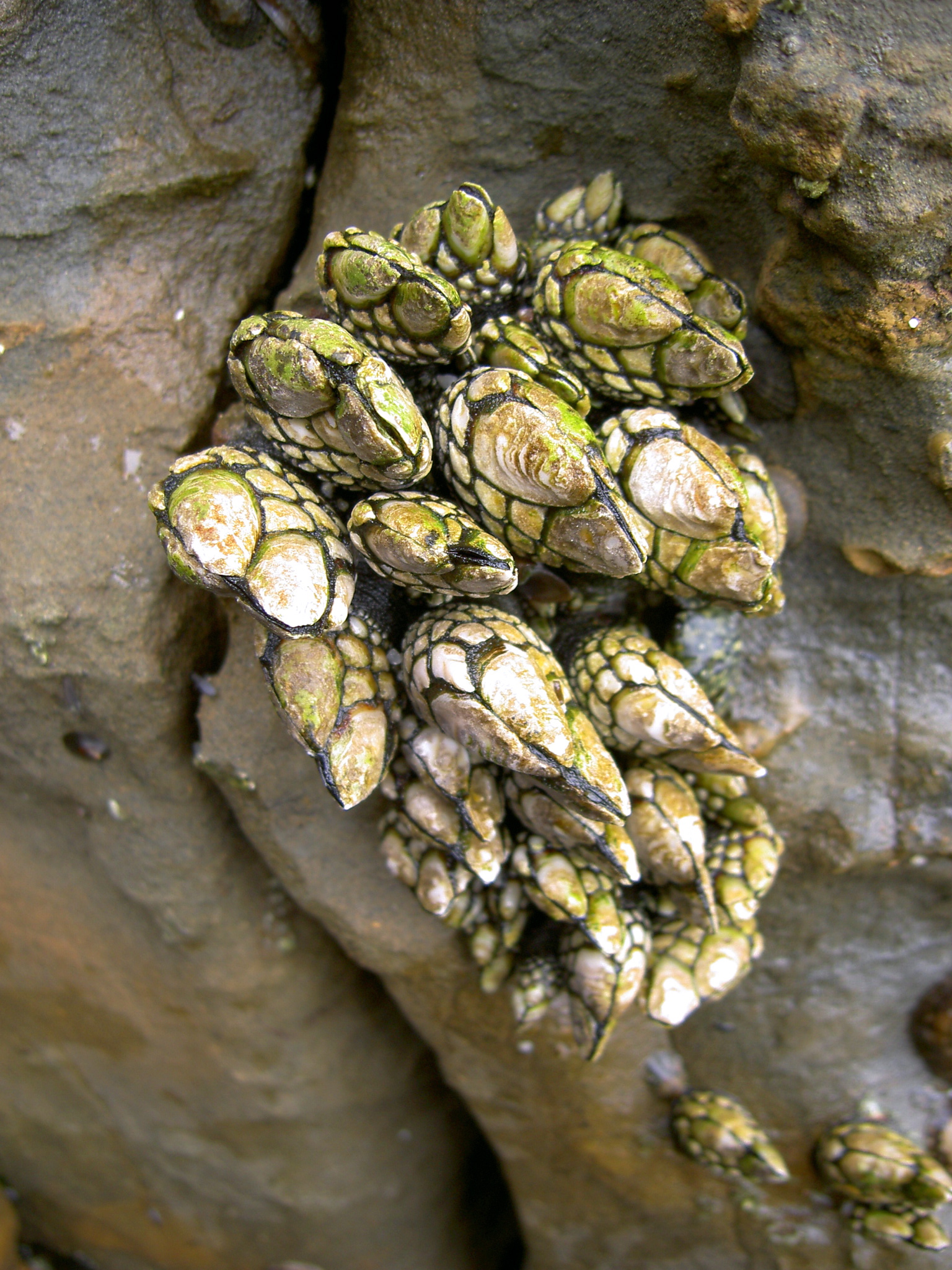 Stalked barnacles, Moss Beach.