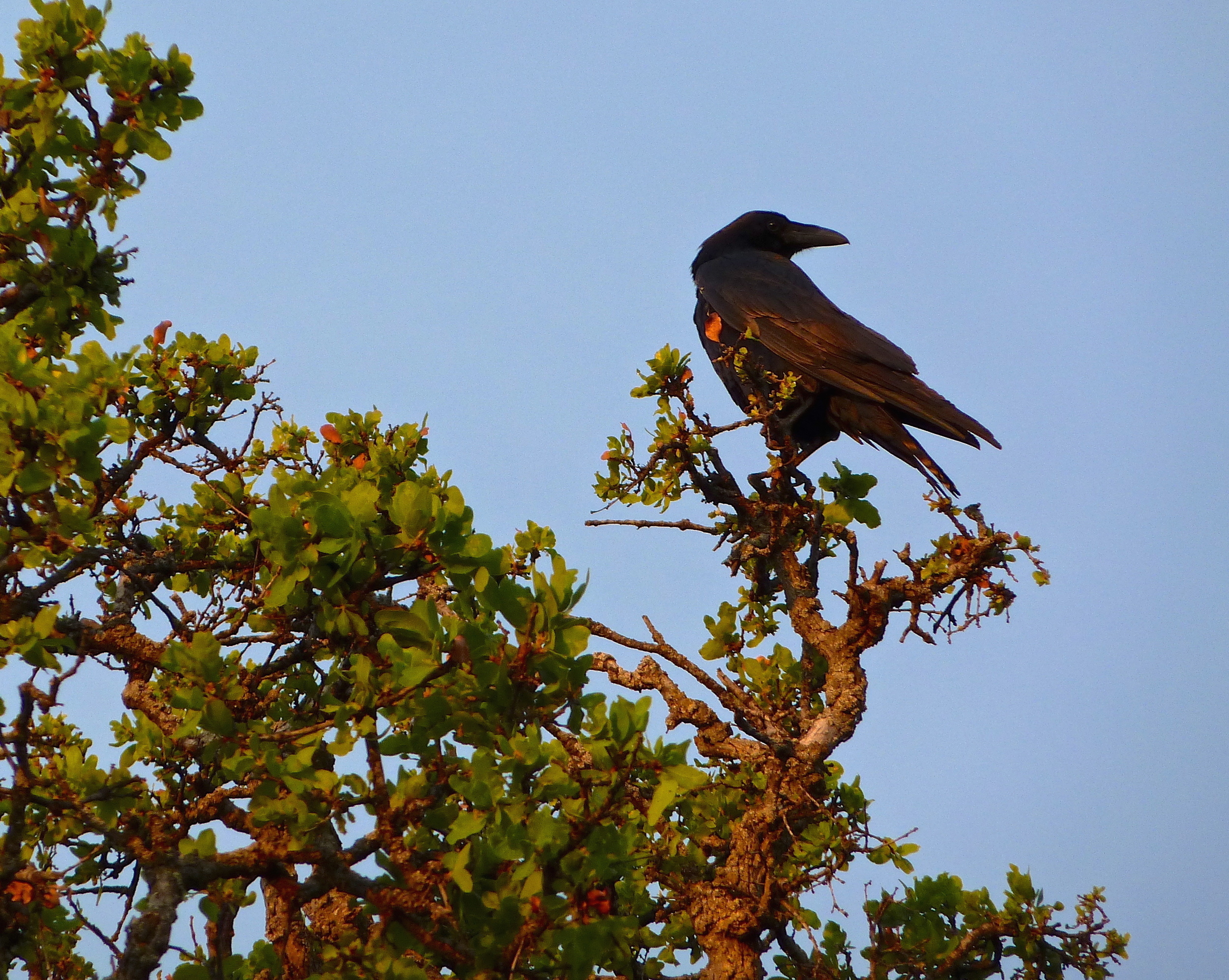 Raven, Round Valley Regional Preserve.