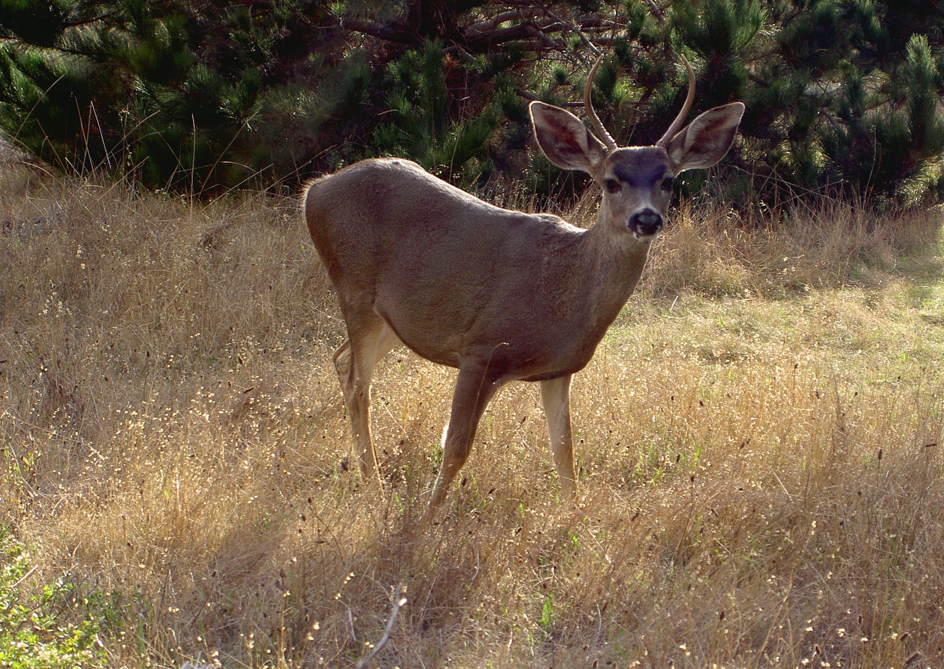 Mule deer, Point Lobos State Reserve.