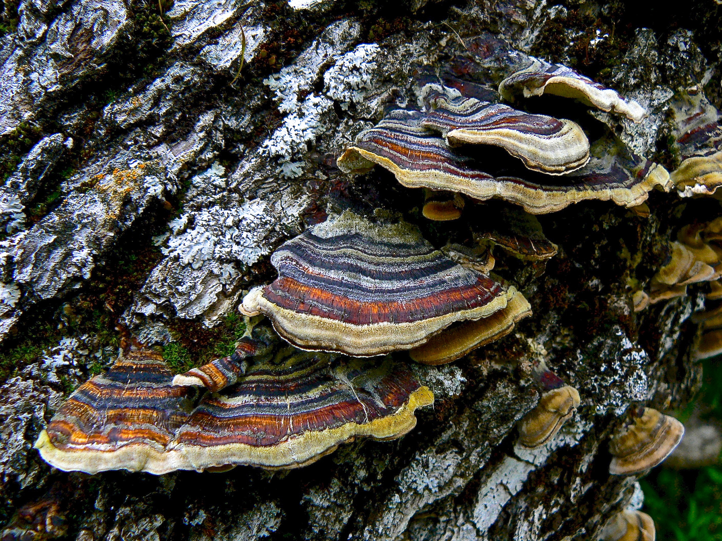 Red-banded polypore fungus on blue oak, Round Valley Regional Preserve.