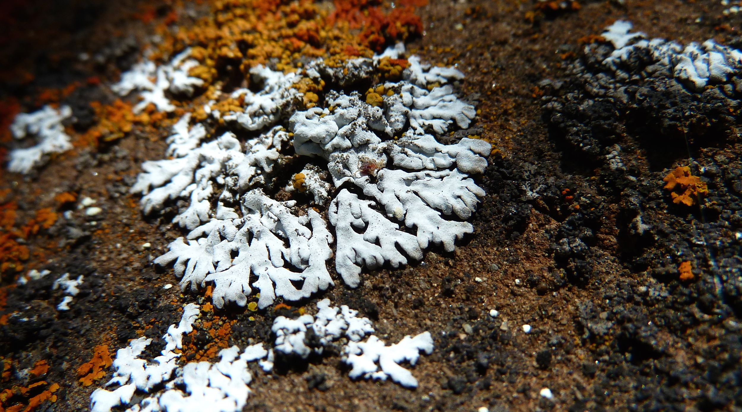 Foliose lichen, Round Valley.