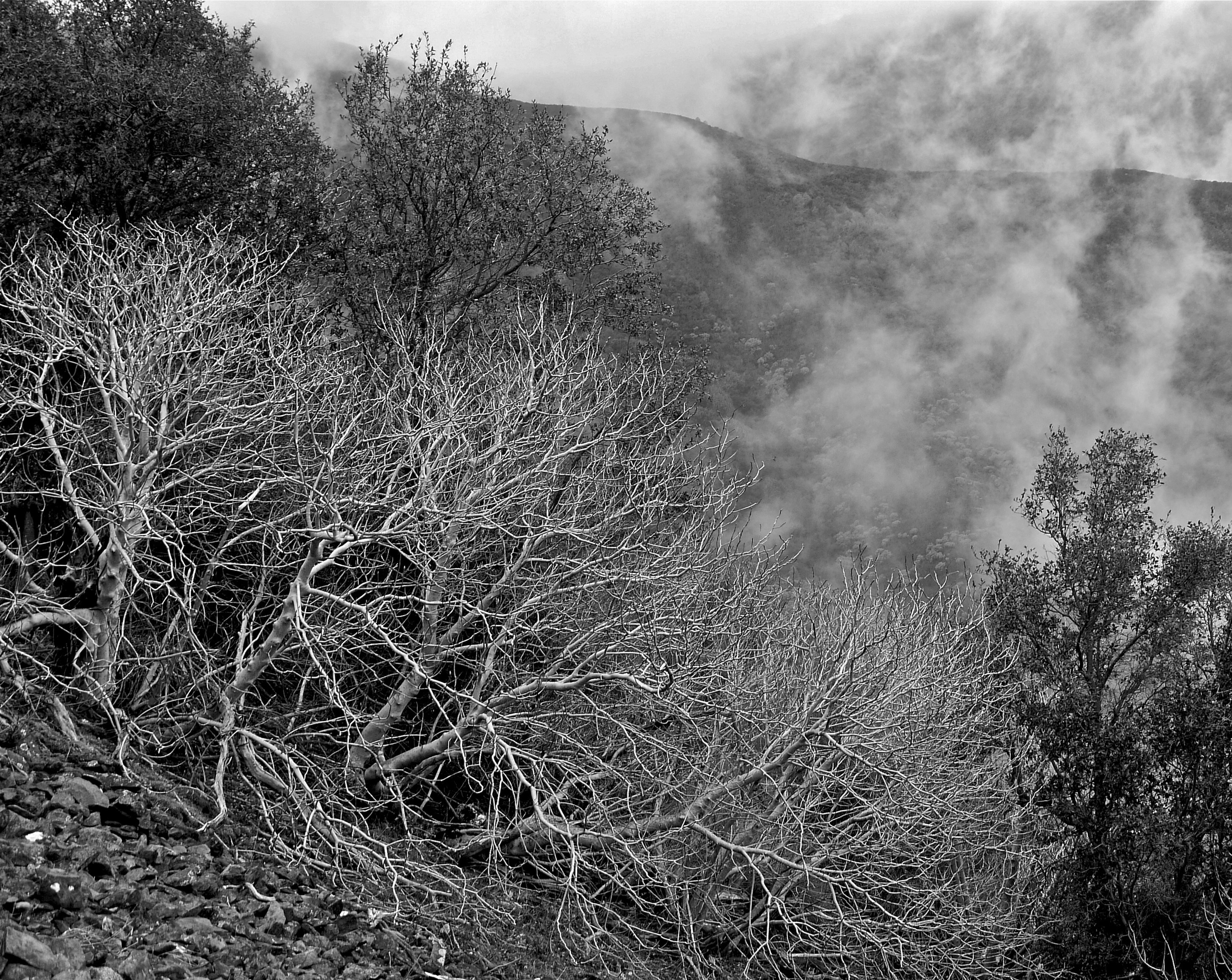 California buckeye and fog, North Peak, Mt. Diablo.