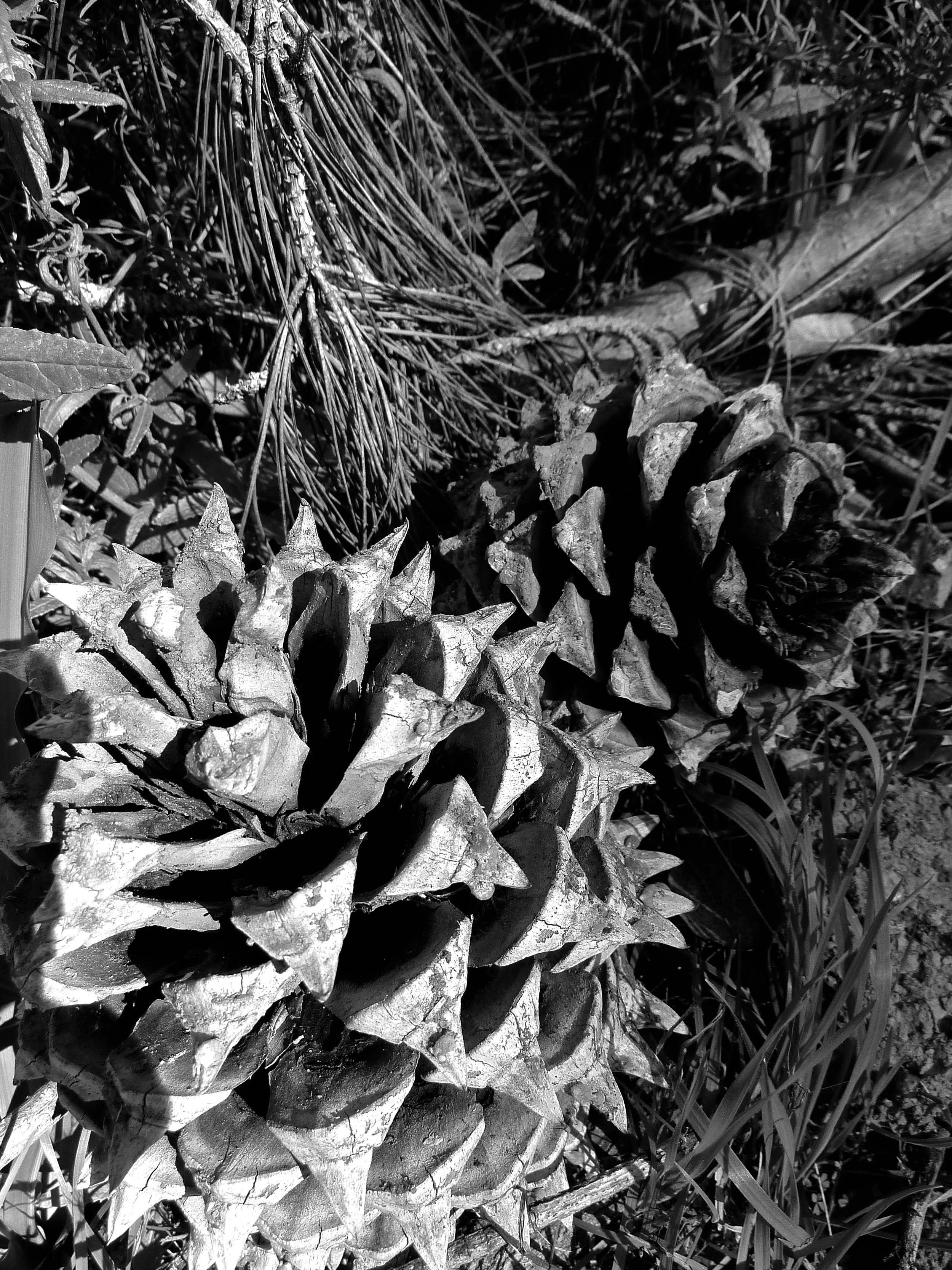 Coulter pine cones, North Peak, Mt. Diablo.
