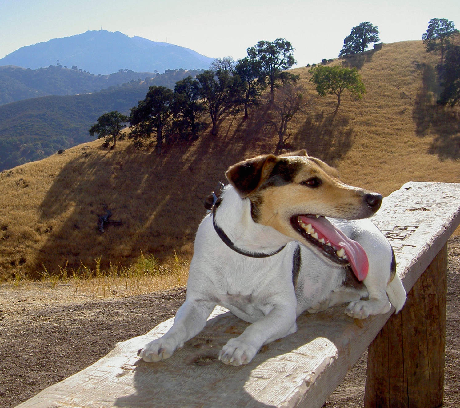 Hiker hound JD surveys the scenery at Black Diamond Mines.
