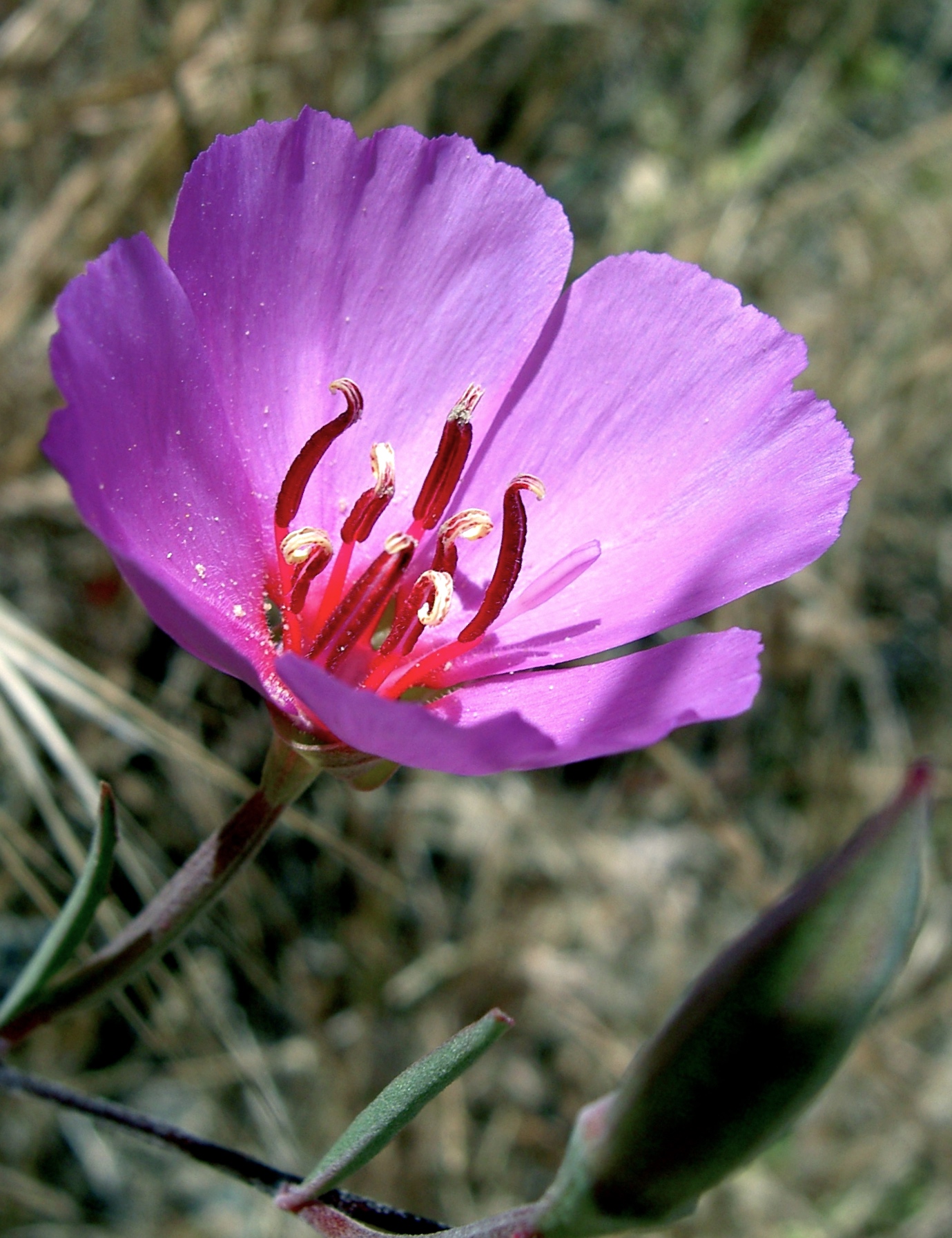 Ruby chalice clarkia, Blue Oak Trail.