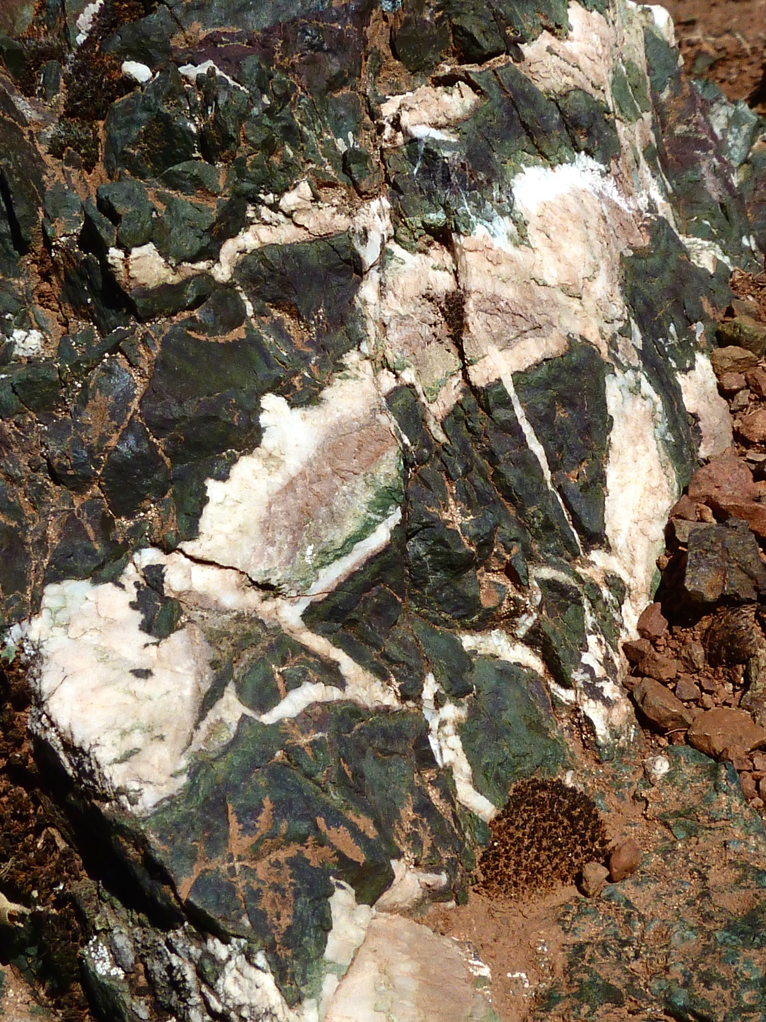 A shattered rock near the Olympia summit displays a mélange of basalt, greenstone, chert and quartz.