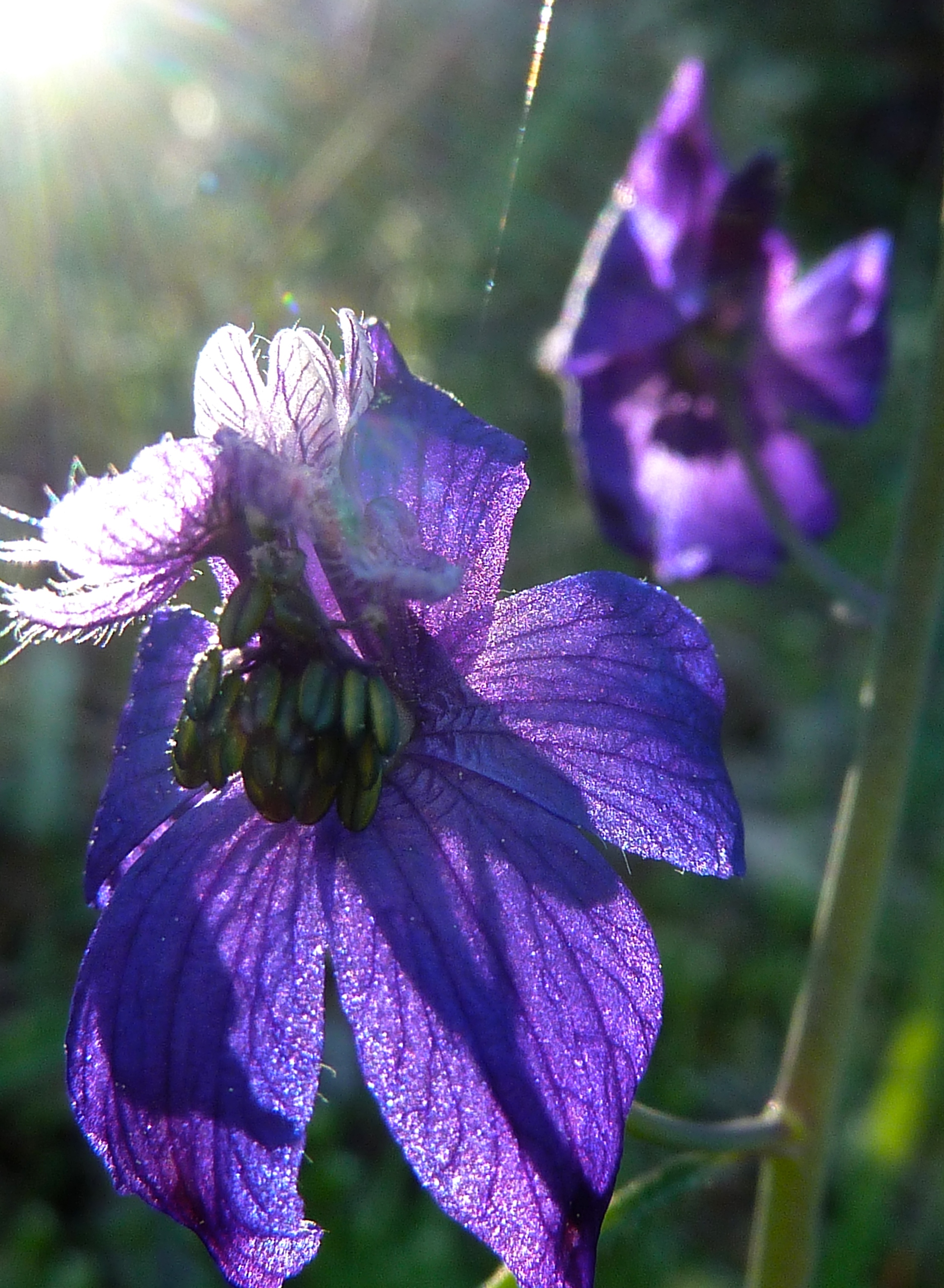 Royal larkspur, Bald Ridge.