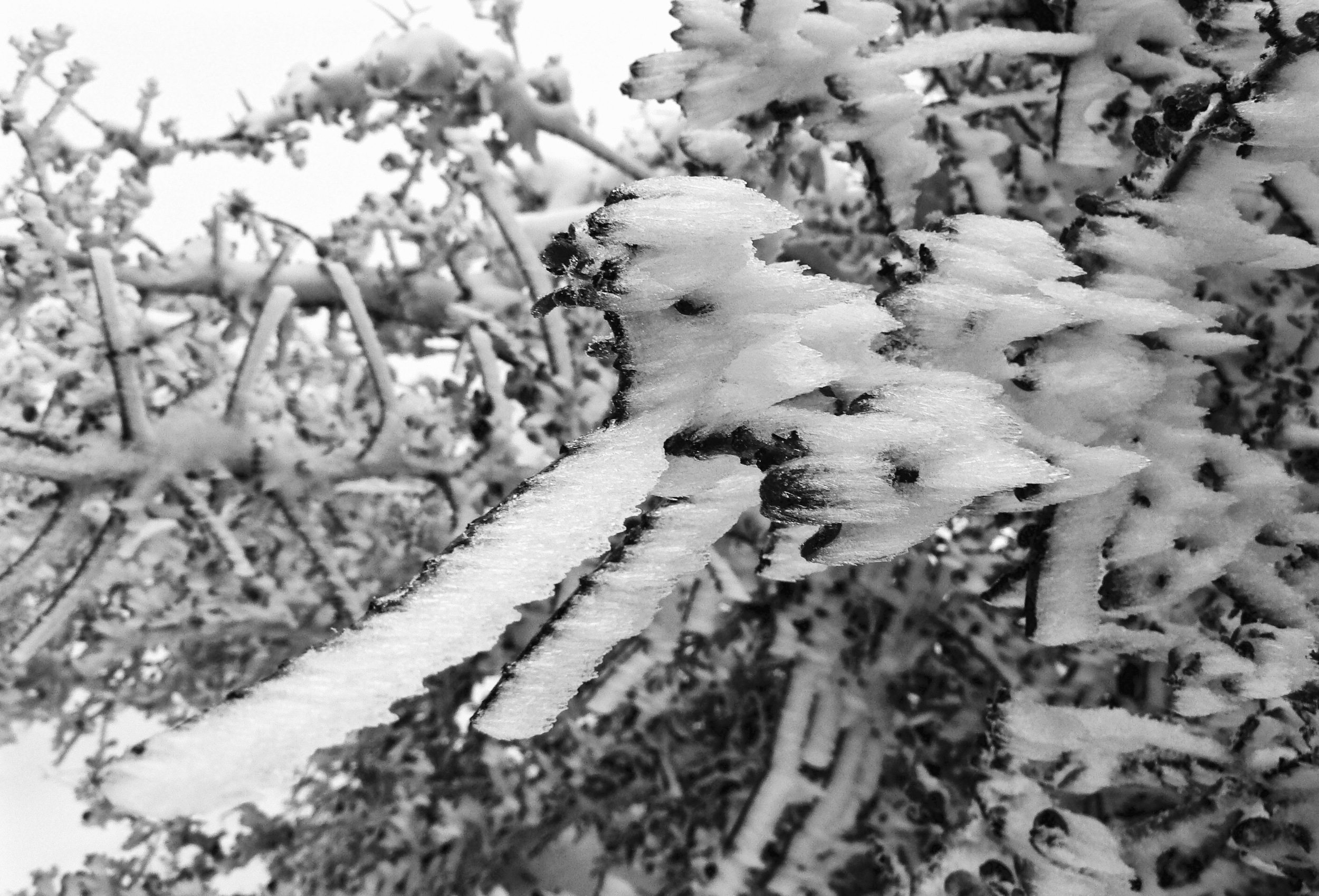 Wind-whipped ice razors stream from buckbrush along Summit Trail, February of 2009.