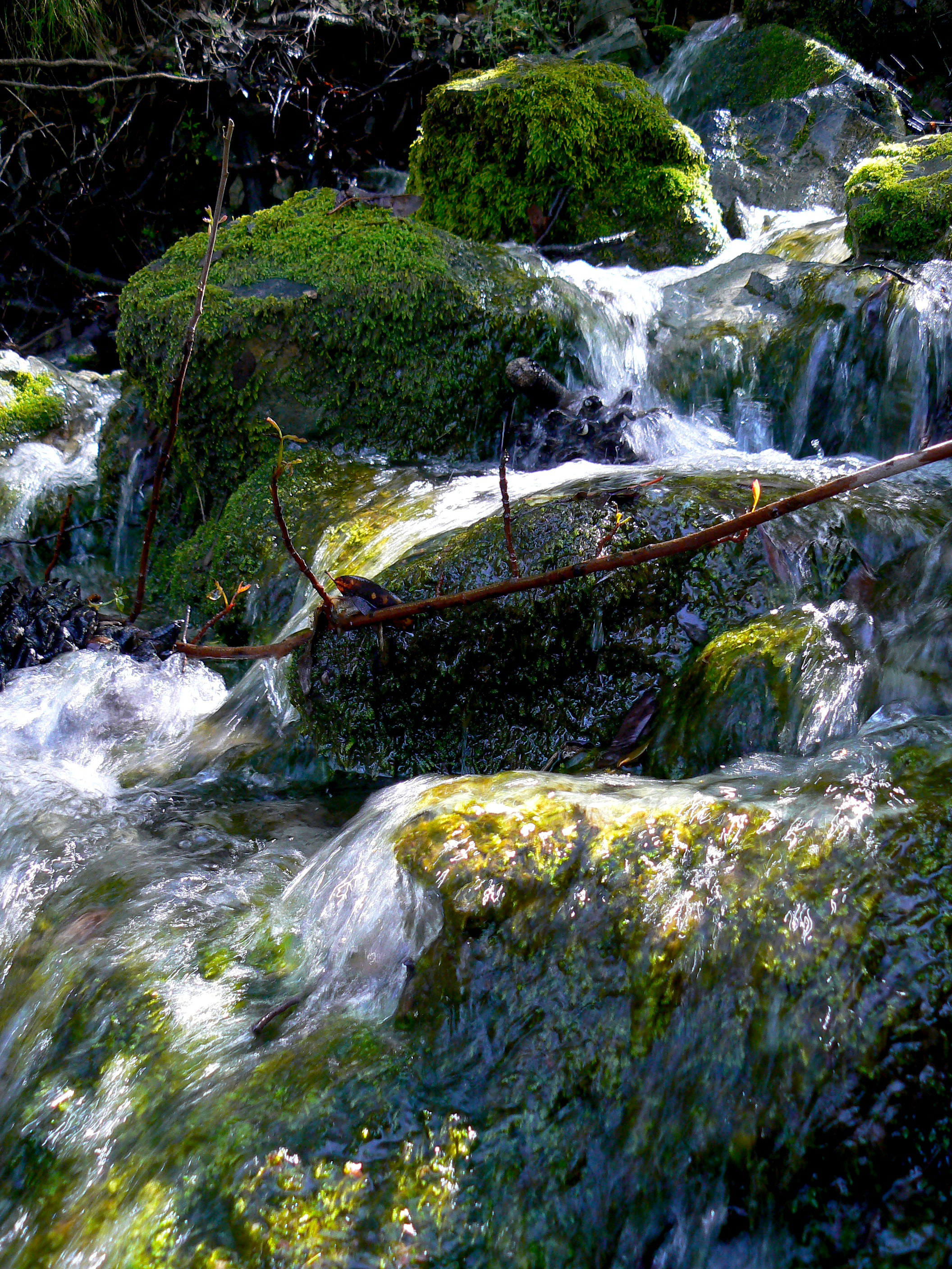 Springtime on the Falls Trail.