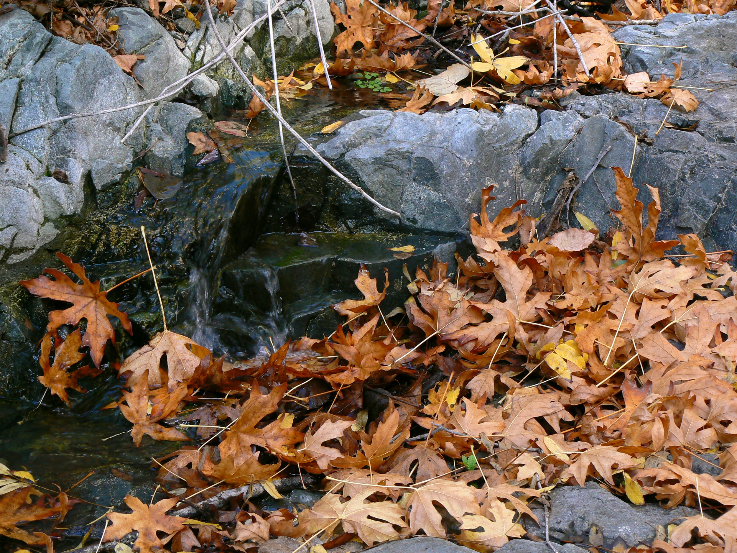 Mitchell Creek in autumn.