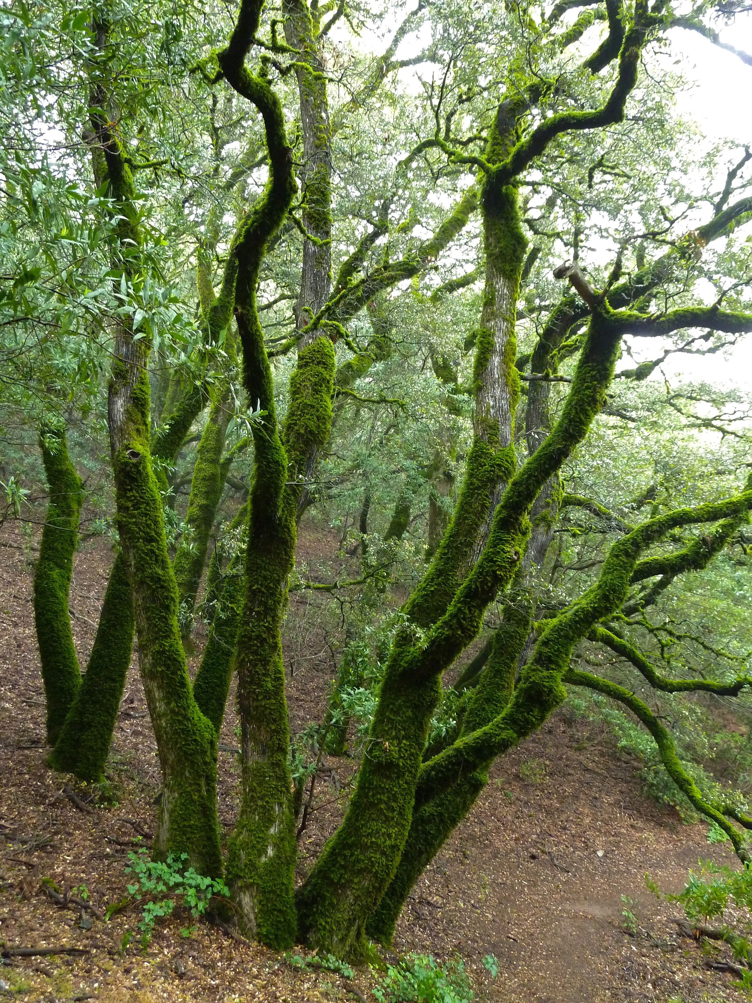 Canyon live oak, Juniper Trail.