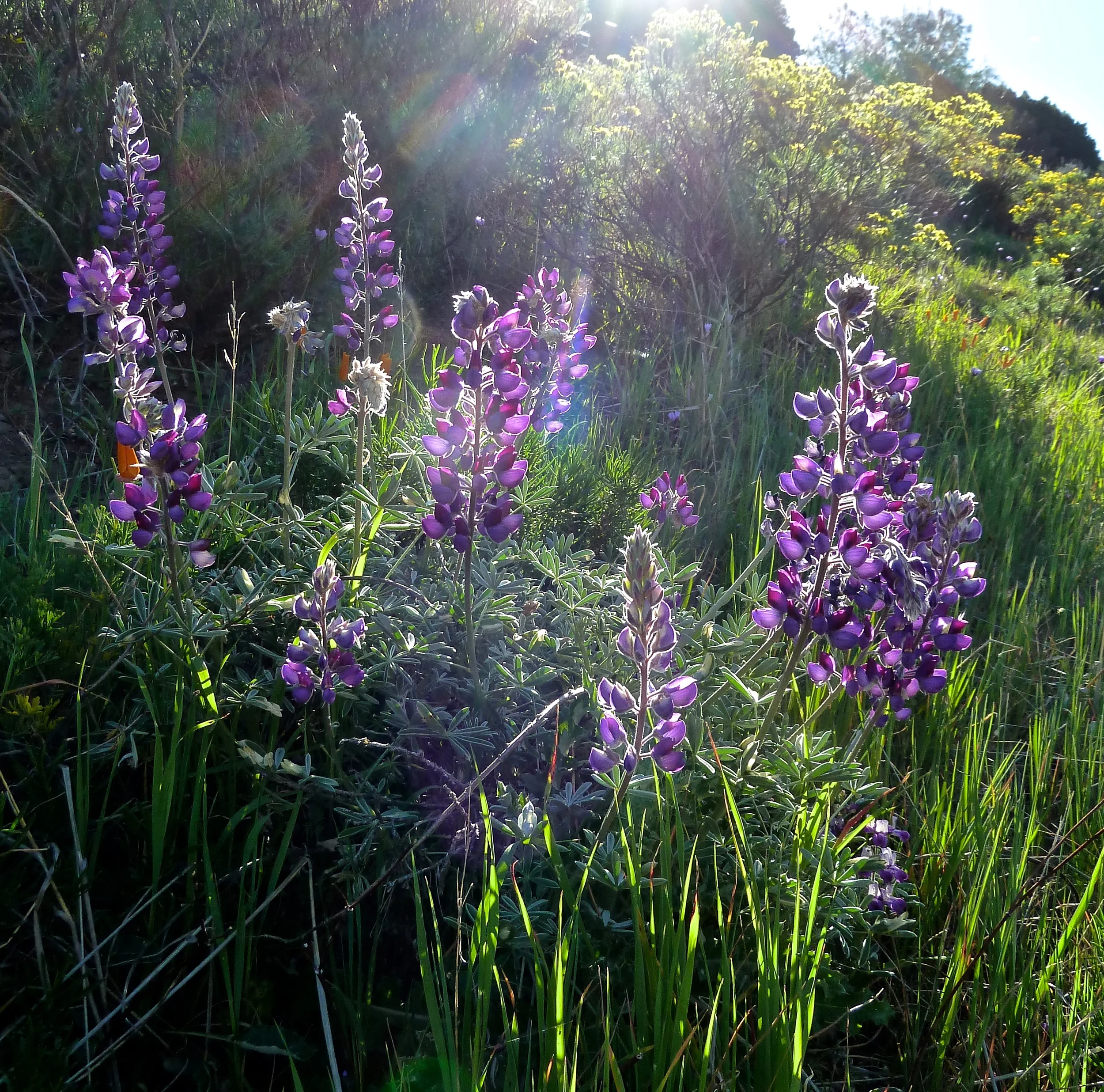 Silver bush lupine, Prospector's Gap Road.