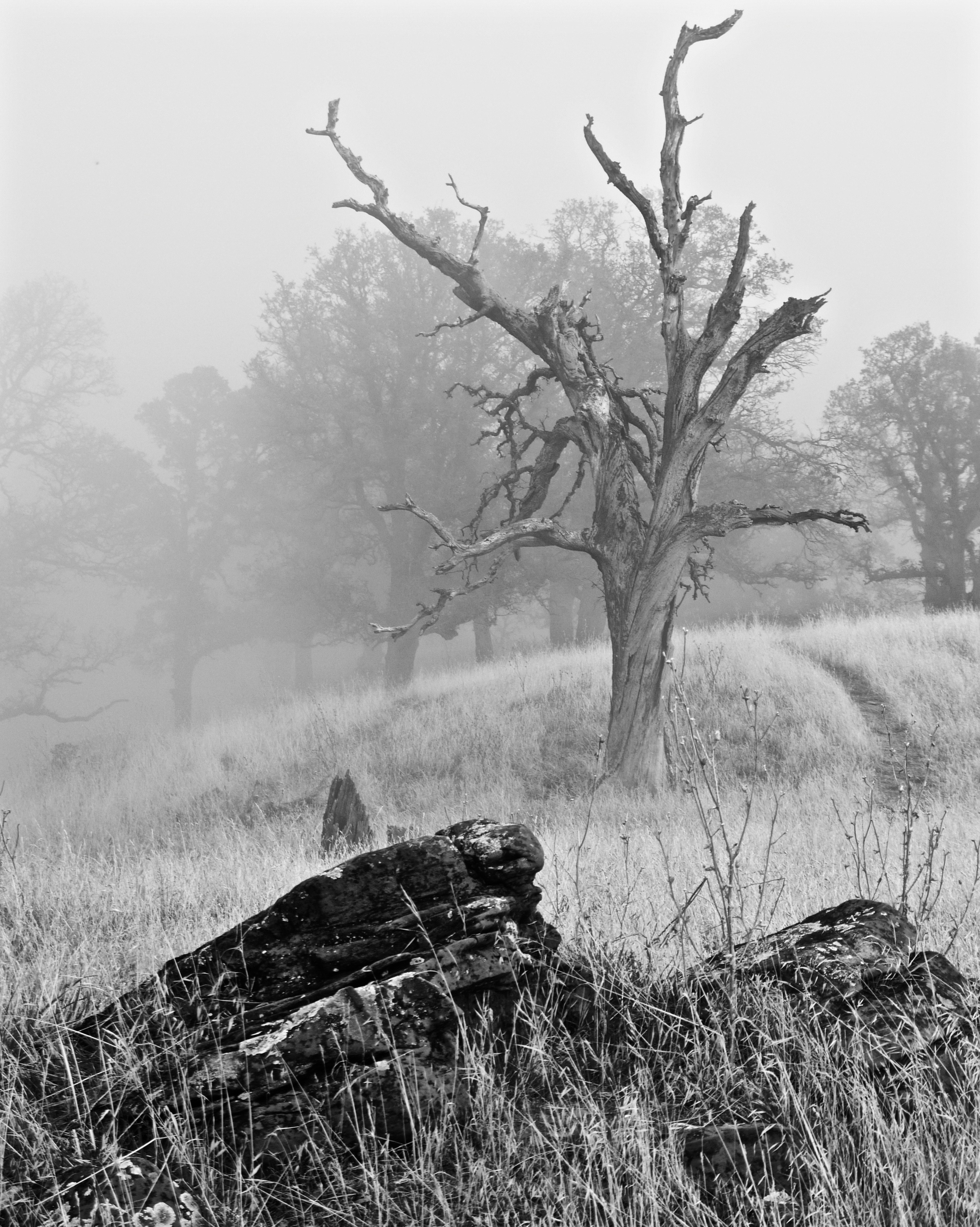 Dead oak in fog, Summit Ridge.
