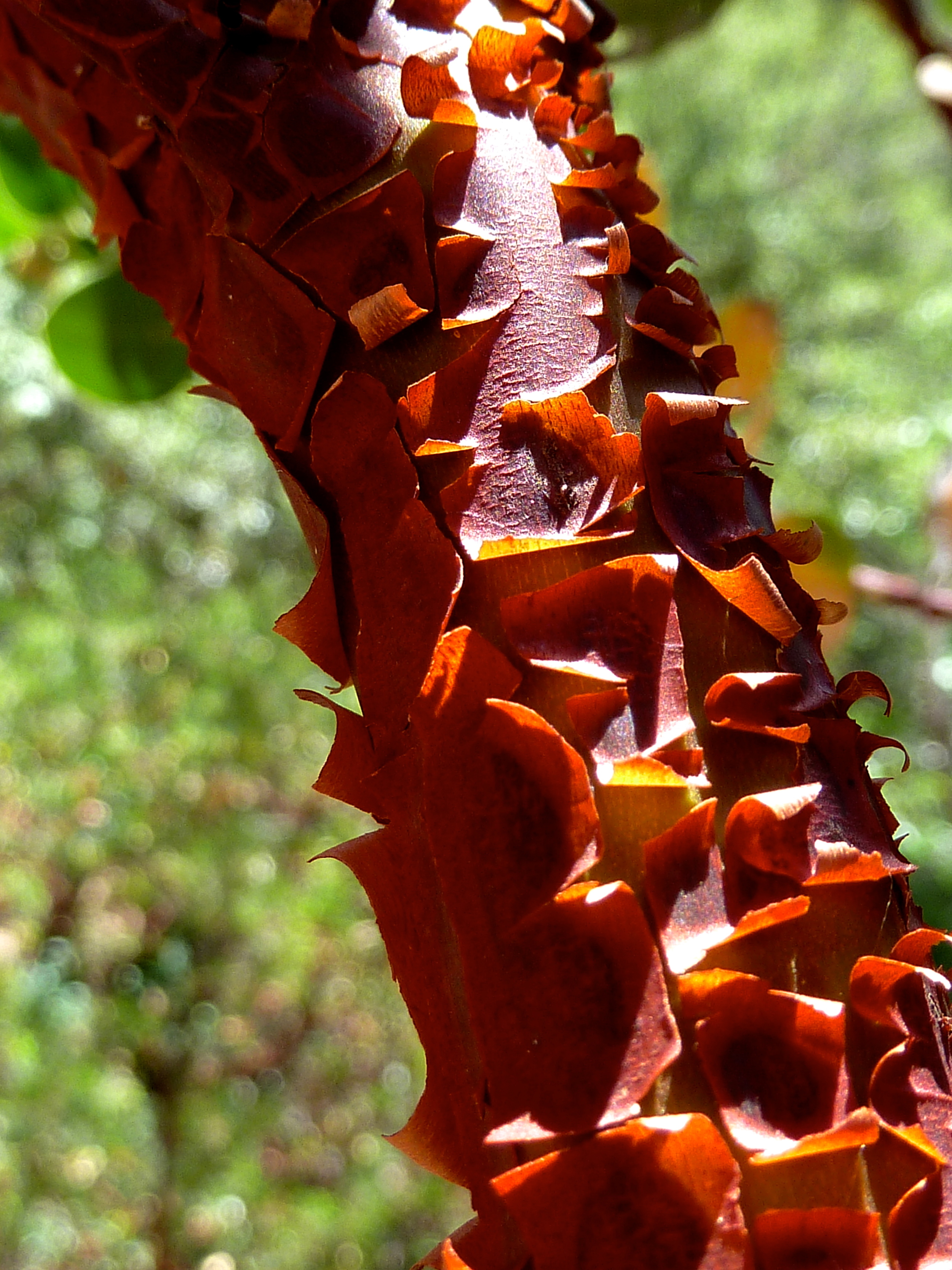 Bark peels on manzanita. Morgan Territory Regional Preserve in June.