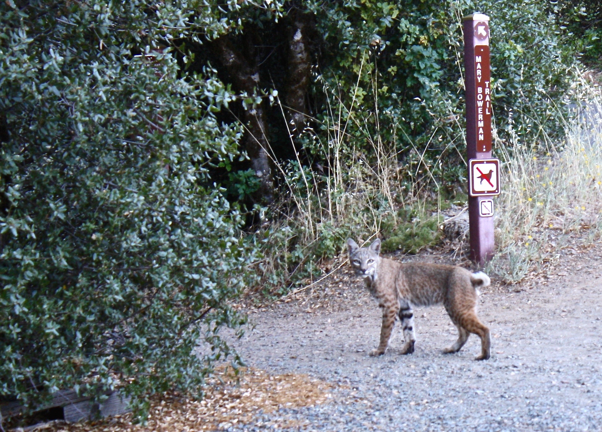 Bobcat on the Summit