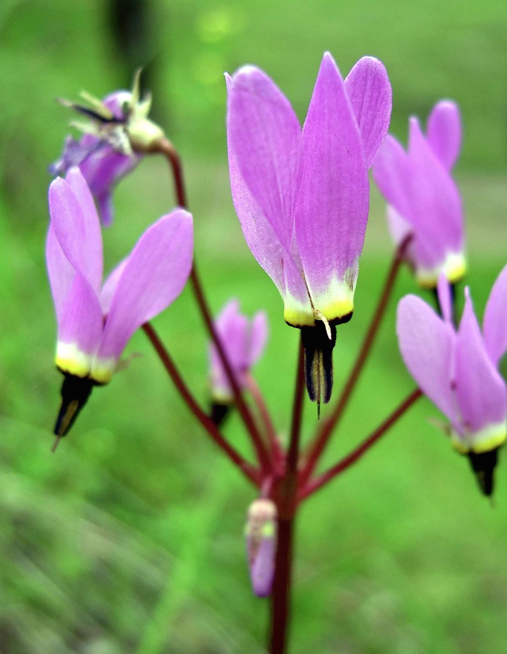 The violet voltage of shooting stars crackles through Mariposa Canyon in spring.