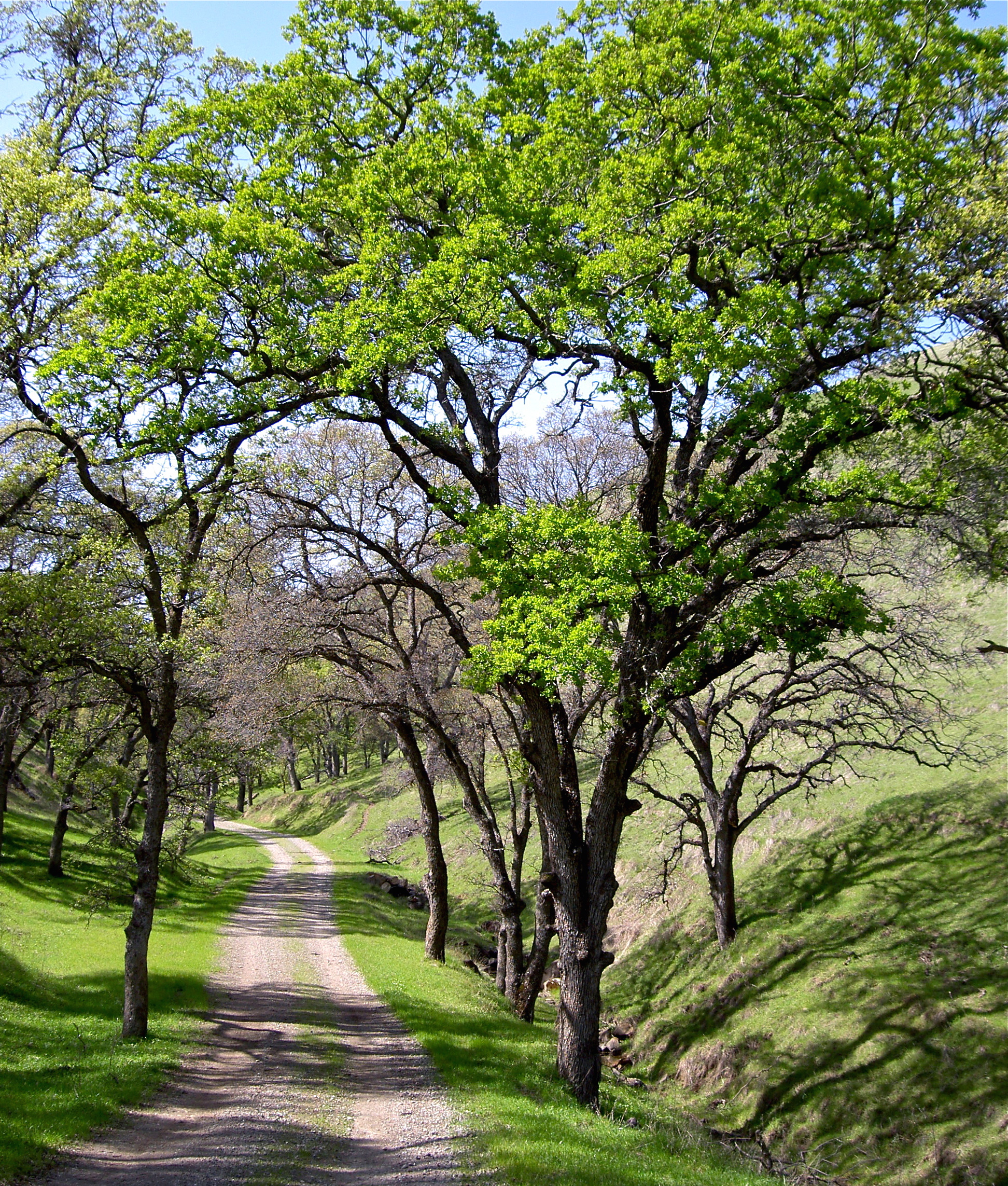 Mariposa Canyon in spring.