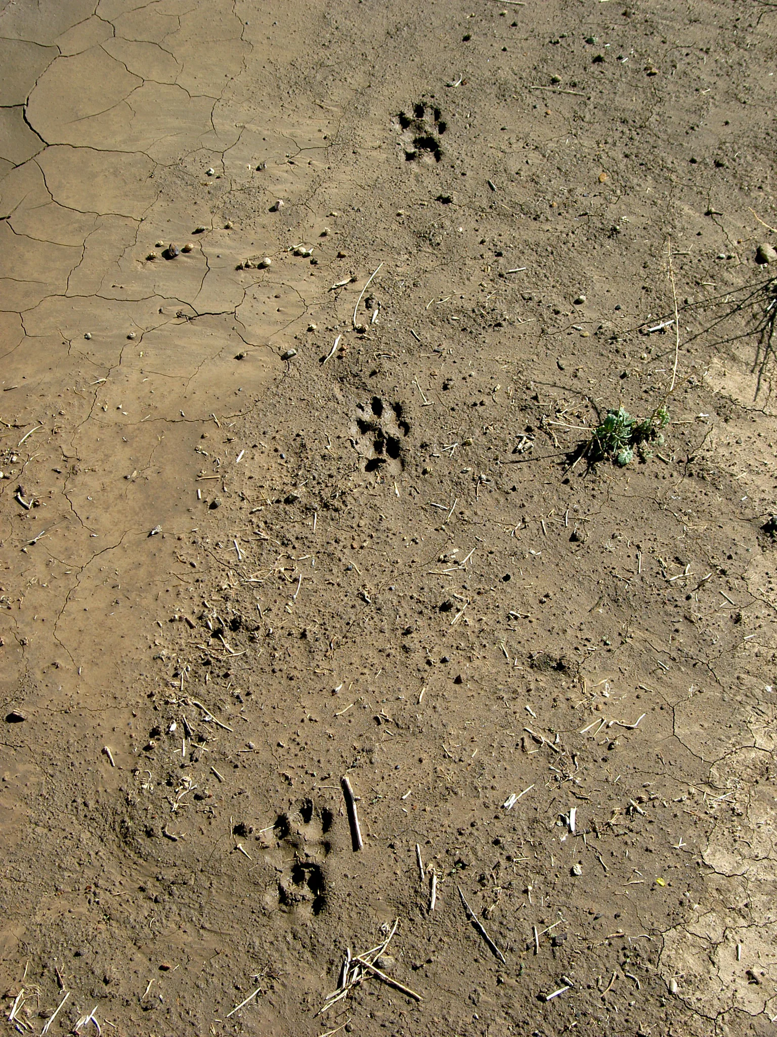 Bobcat track illustrates “diagonal walking.” The left hind paw (lower track of bottom pair) and right front paw (upper track of middle pair) hit the ground at the same time. Then the bobcat's right hind paw (lower track of middle pair) and left front paw (upper track of top pair) hit the ground at the same time.