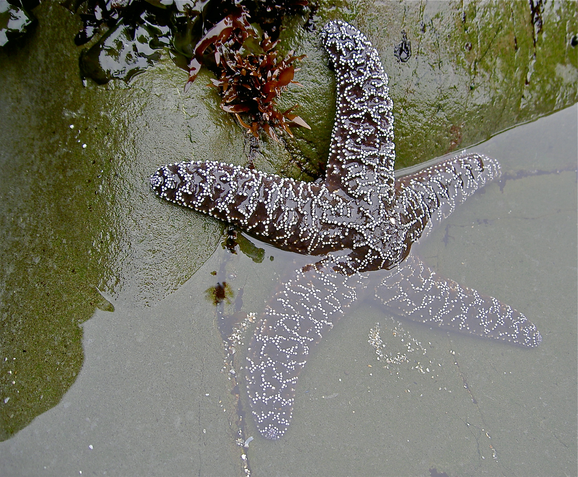 Purple-colored ochre star, Moss Beach.