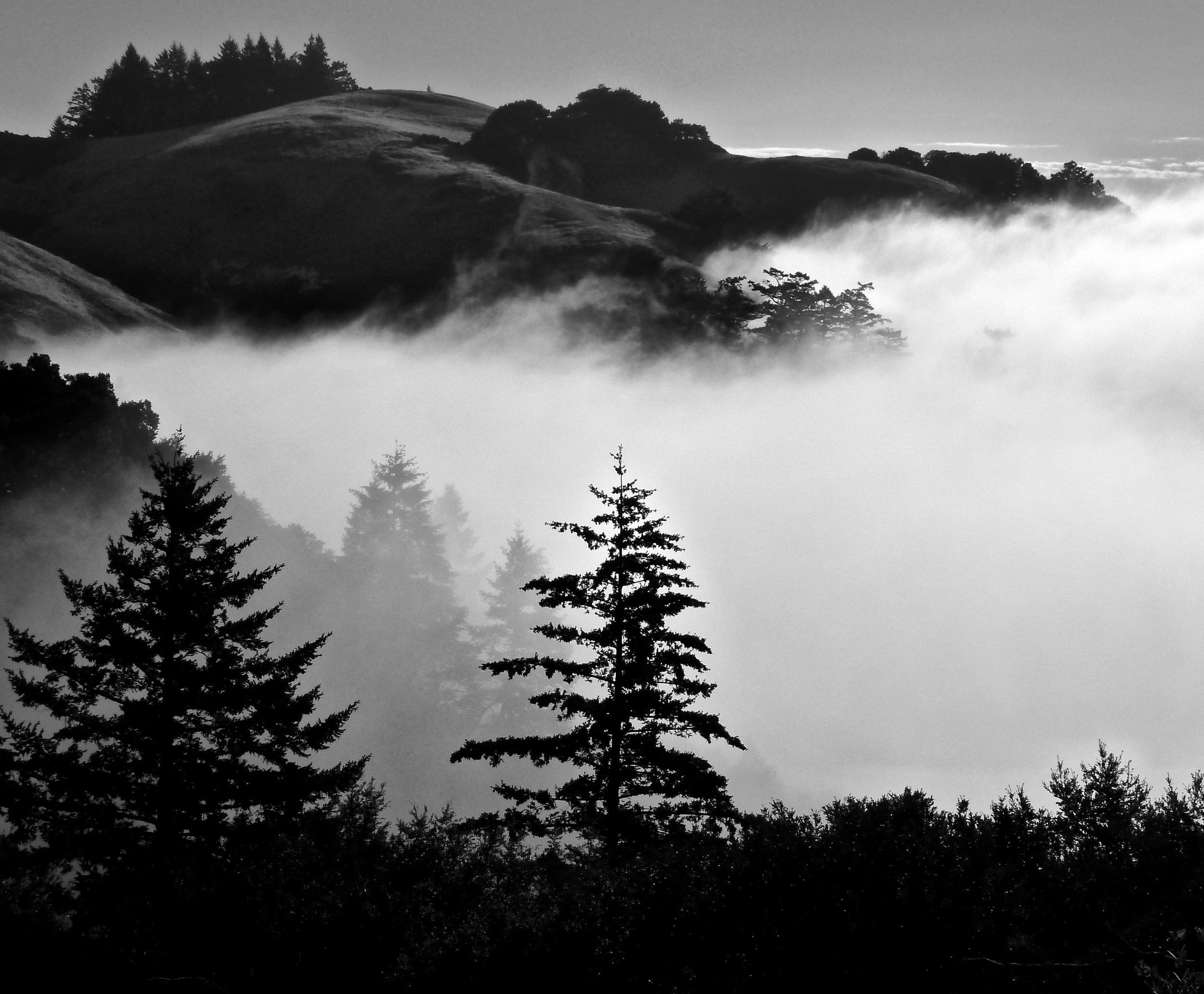 Mt. Tamalpais State Park.