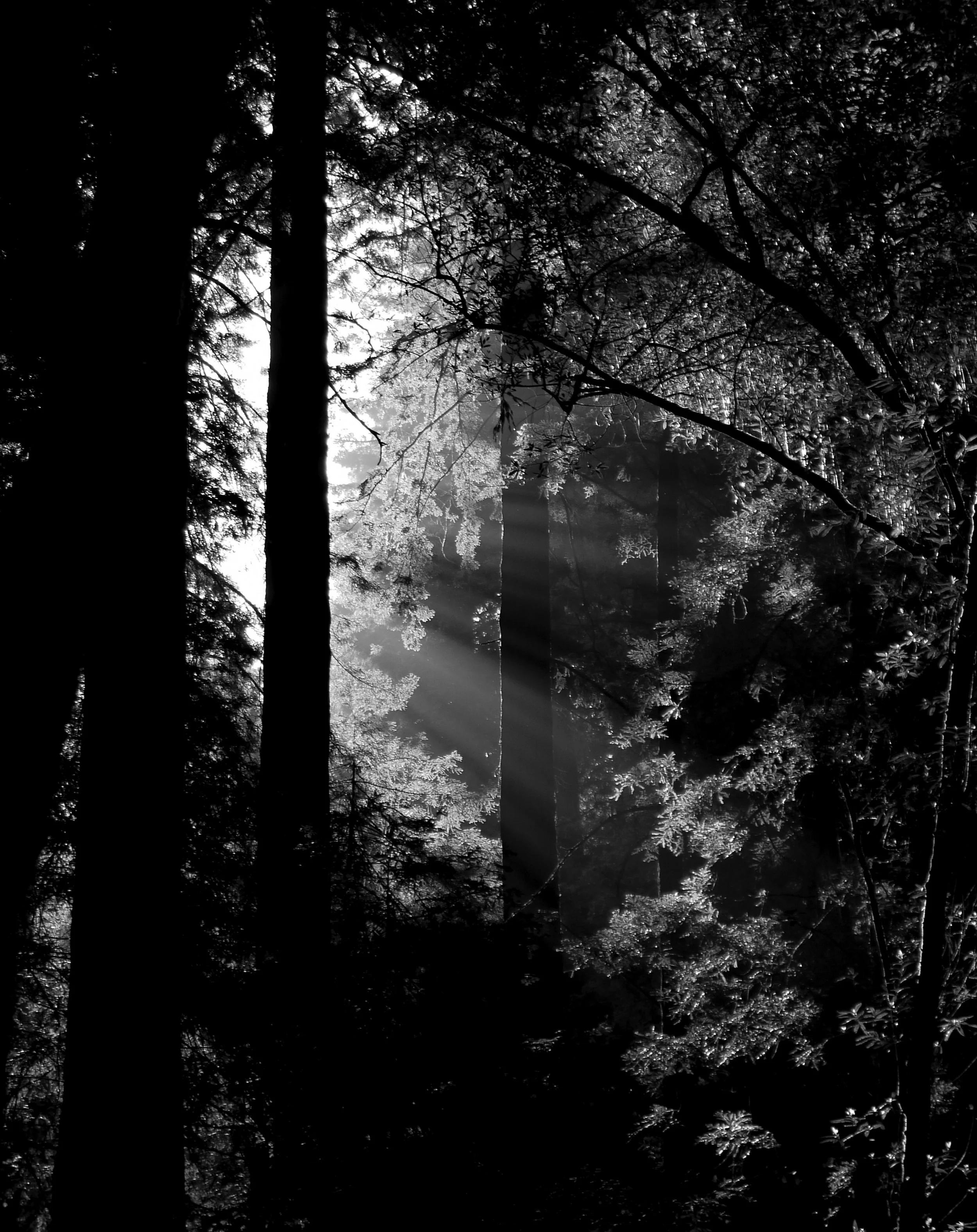 Muir Woods National Monument.
