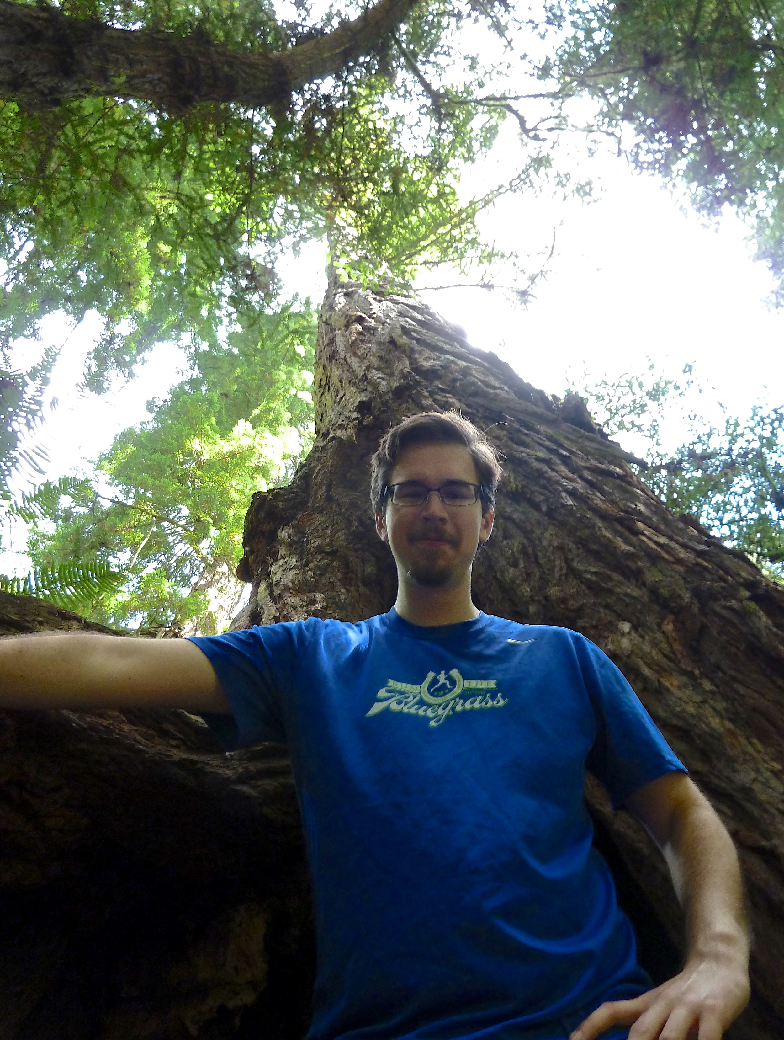 Chris Erickson gets rooted beneath a coast redwood on the Steep Ravine Trail, Mt. Tamalpais State Park.