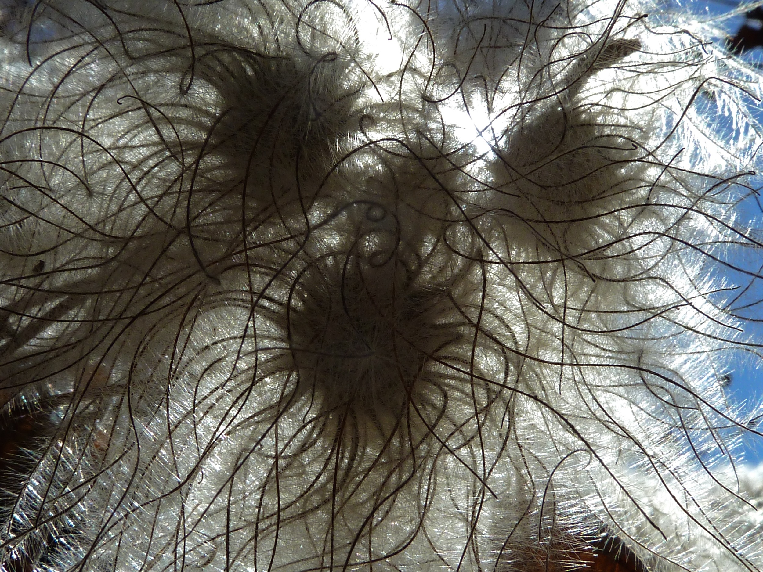 Fruiting bodies of chaparral clematis, Blackpoint Trail, Mt. Diablo.