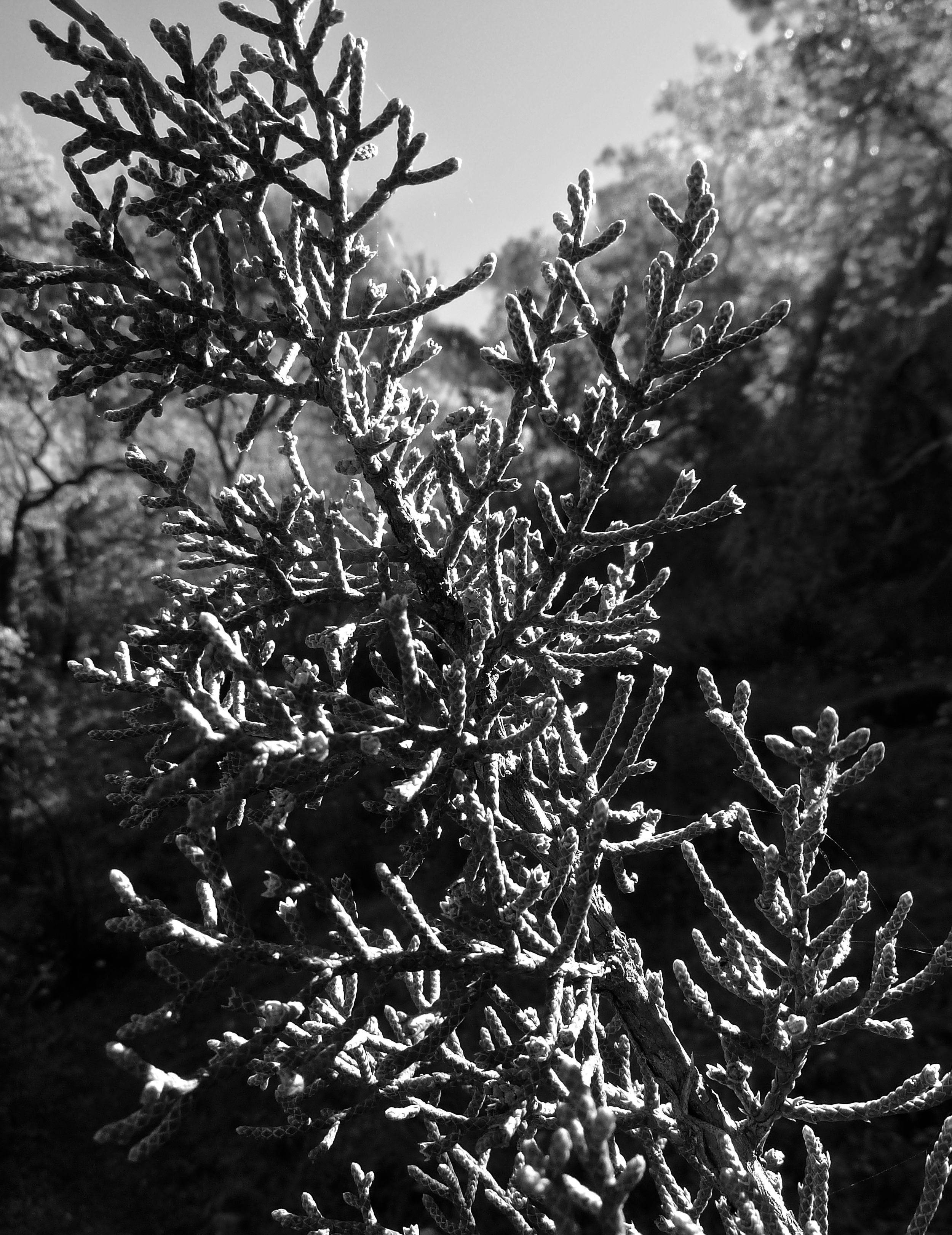 Juniper, Olympia Trail, Mt. Diablo.