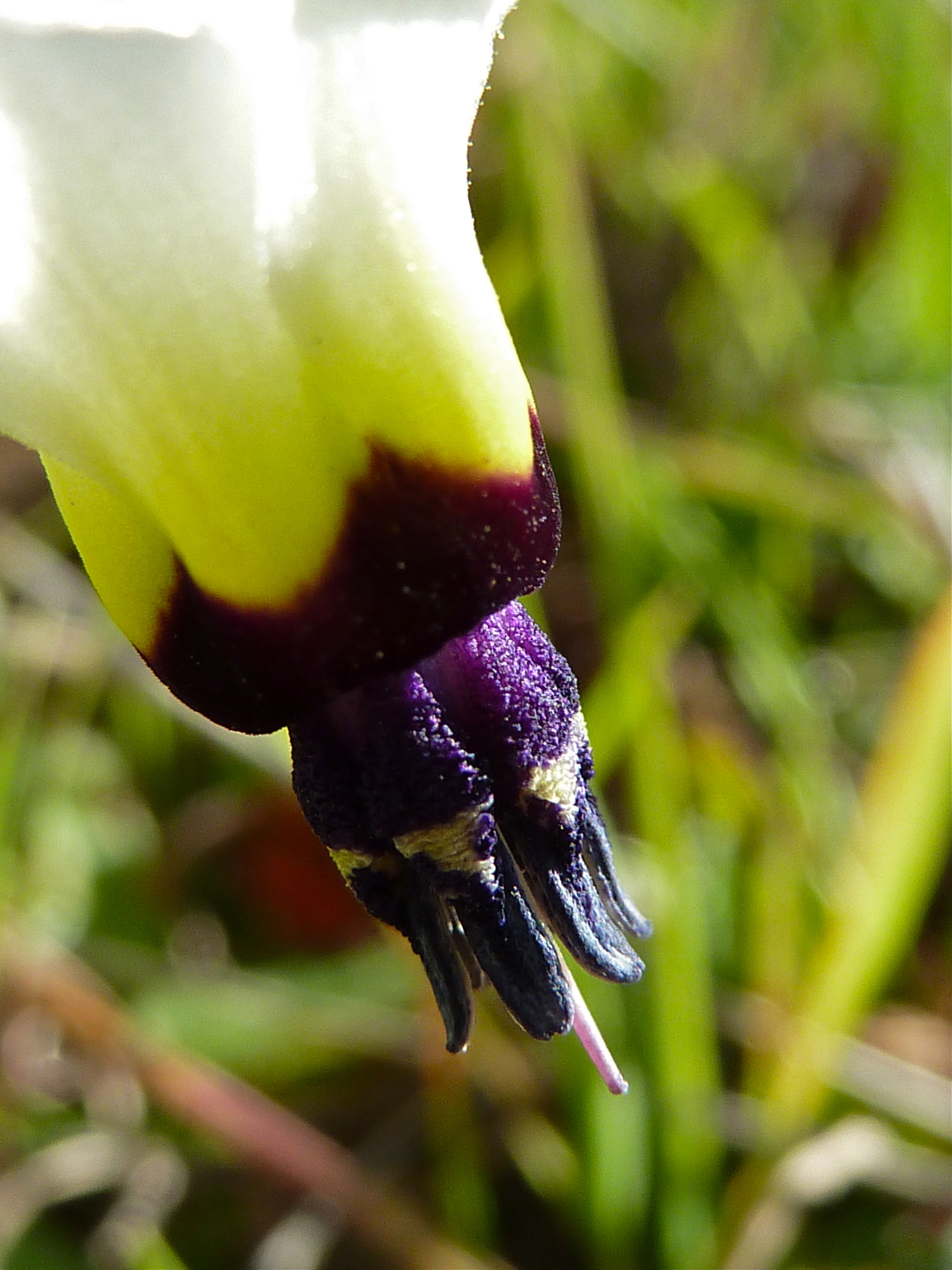 Shooting star, Ithuriel Ridge, Round Valley.