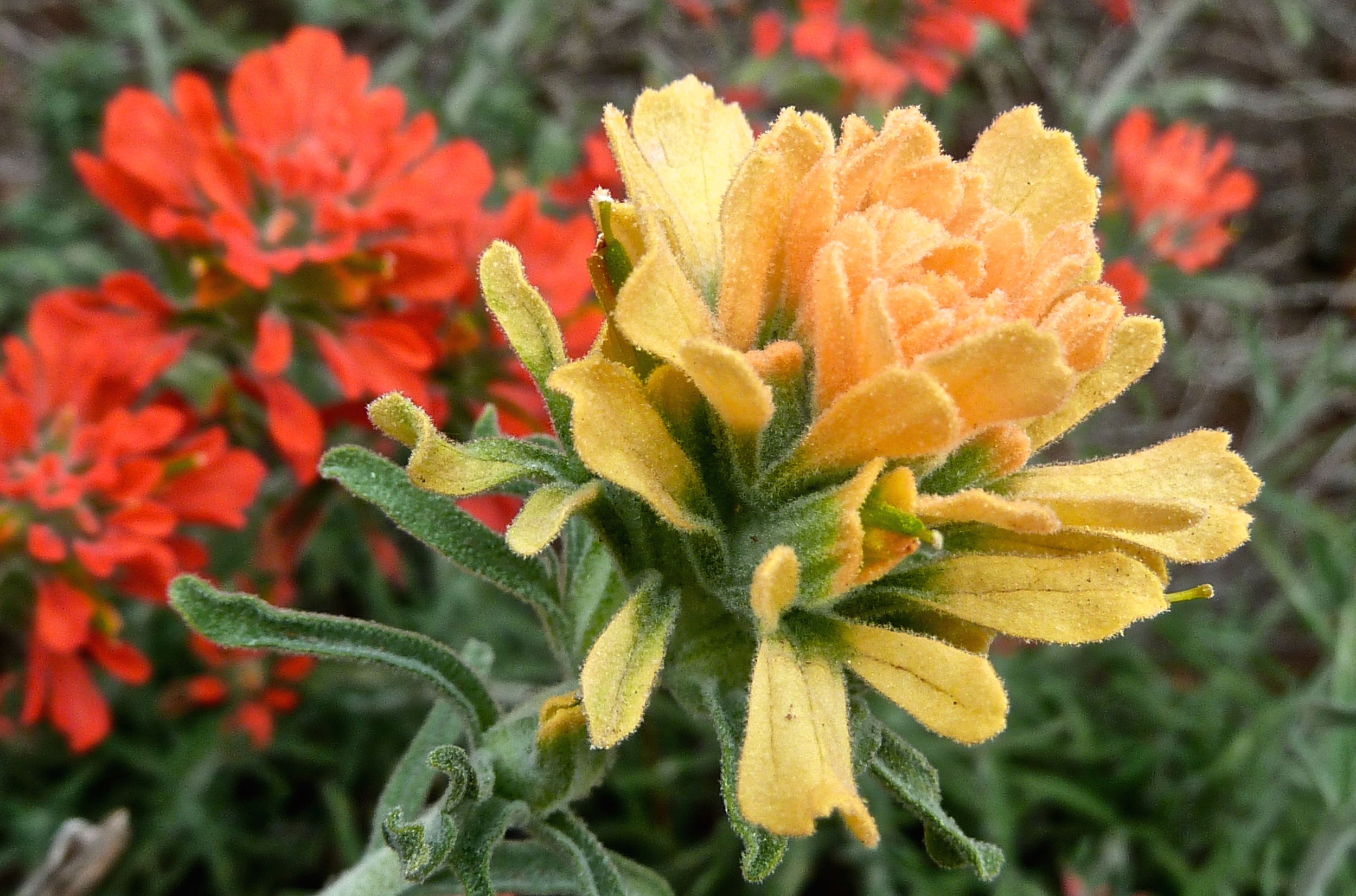 Red and yellow paintbrush, Eagle Peak, Mt. Diablo.