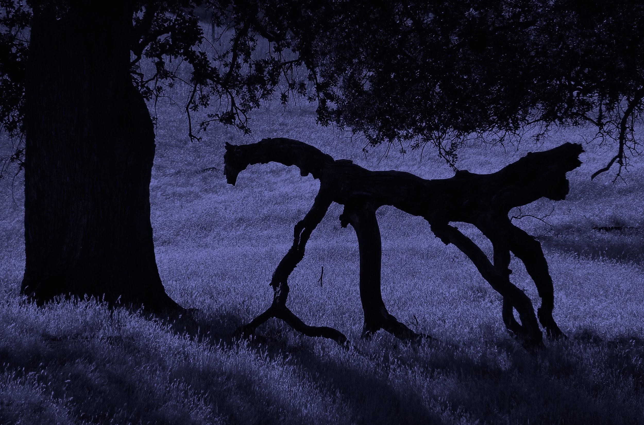 Fallen limb along the Miwok Trail, Round Valley.