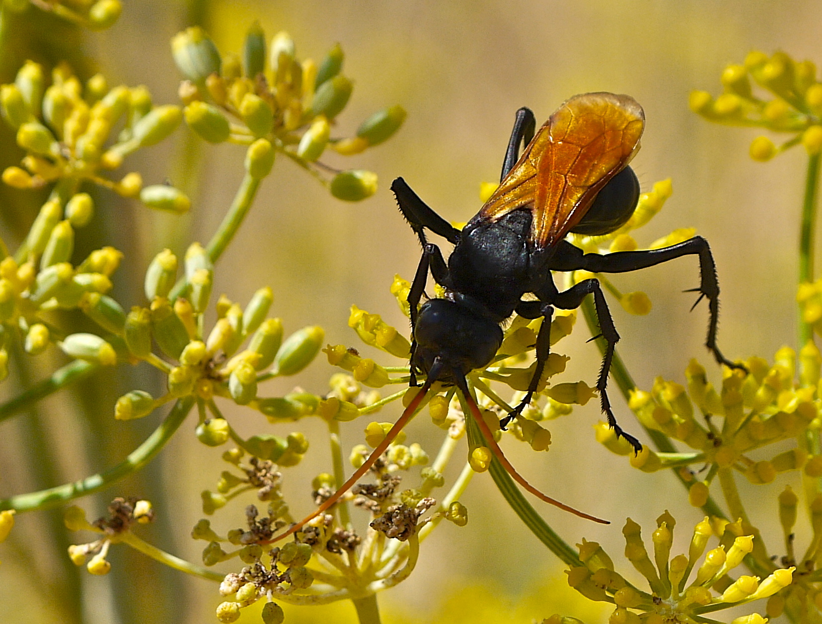 A tarantula hawk sips nectar at Los Vaqueros. The wasp uses the spider not as food, but as a larva nursery.