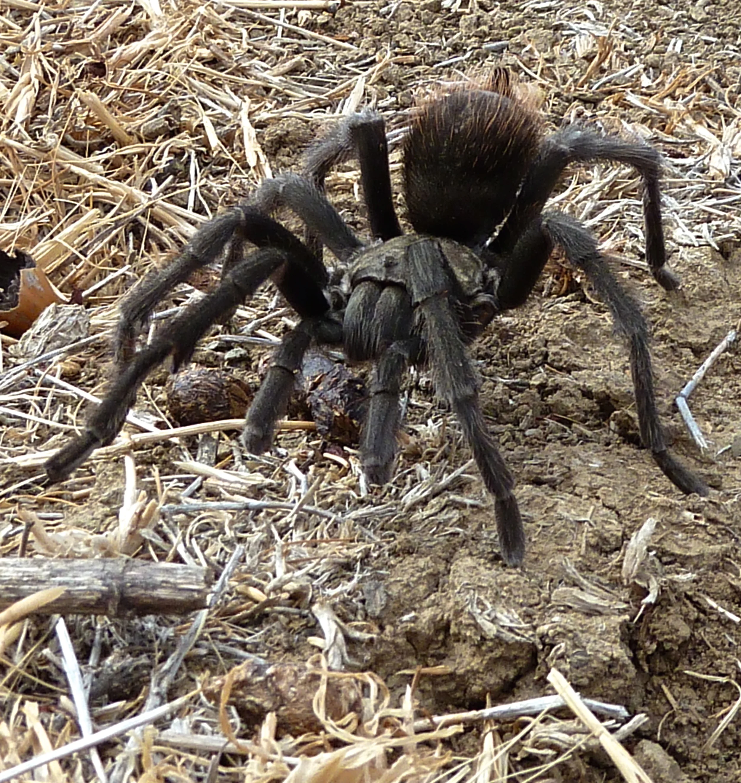 Tarantula, Round Valley.