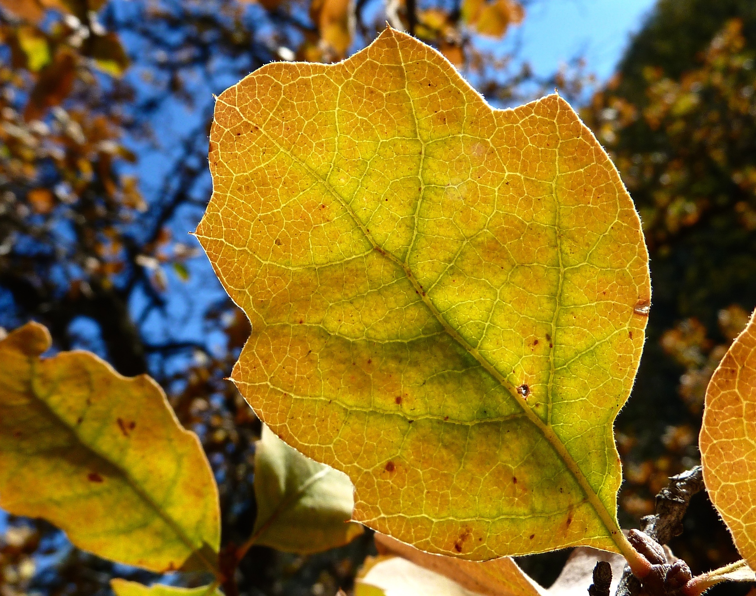 Blue oak in autumn, Round Valley.
