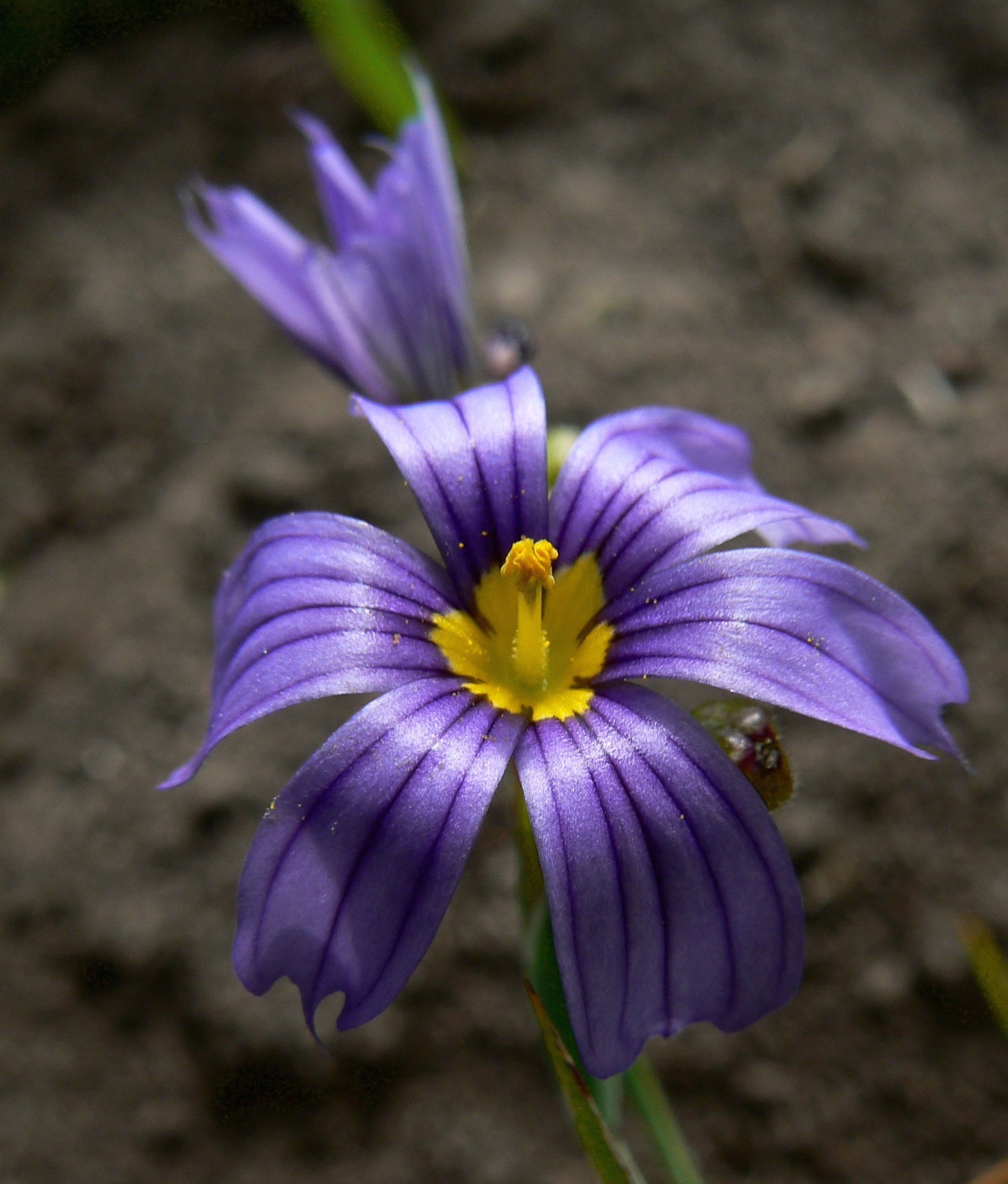 Blue-eyed grass, Flag Hill, Sunol Regional Wilderness.