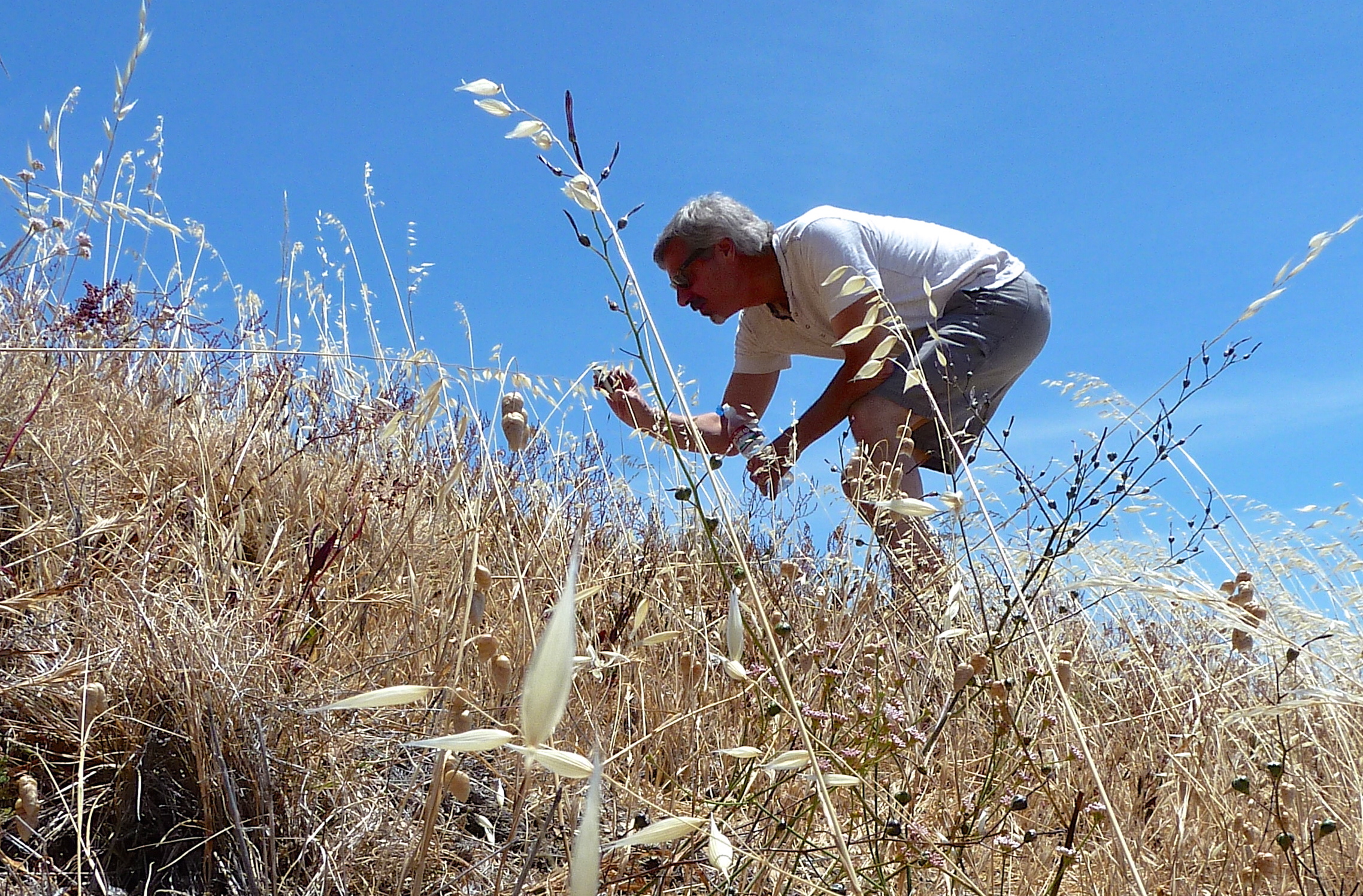 Jim Reese inspects the coastal flora on a hillside at Mt. Tamalpais State Park.