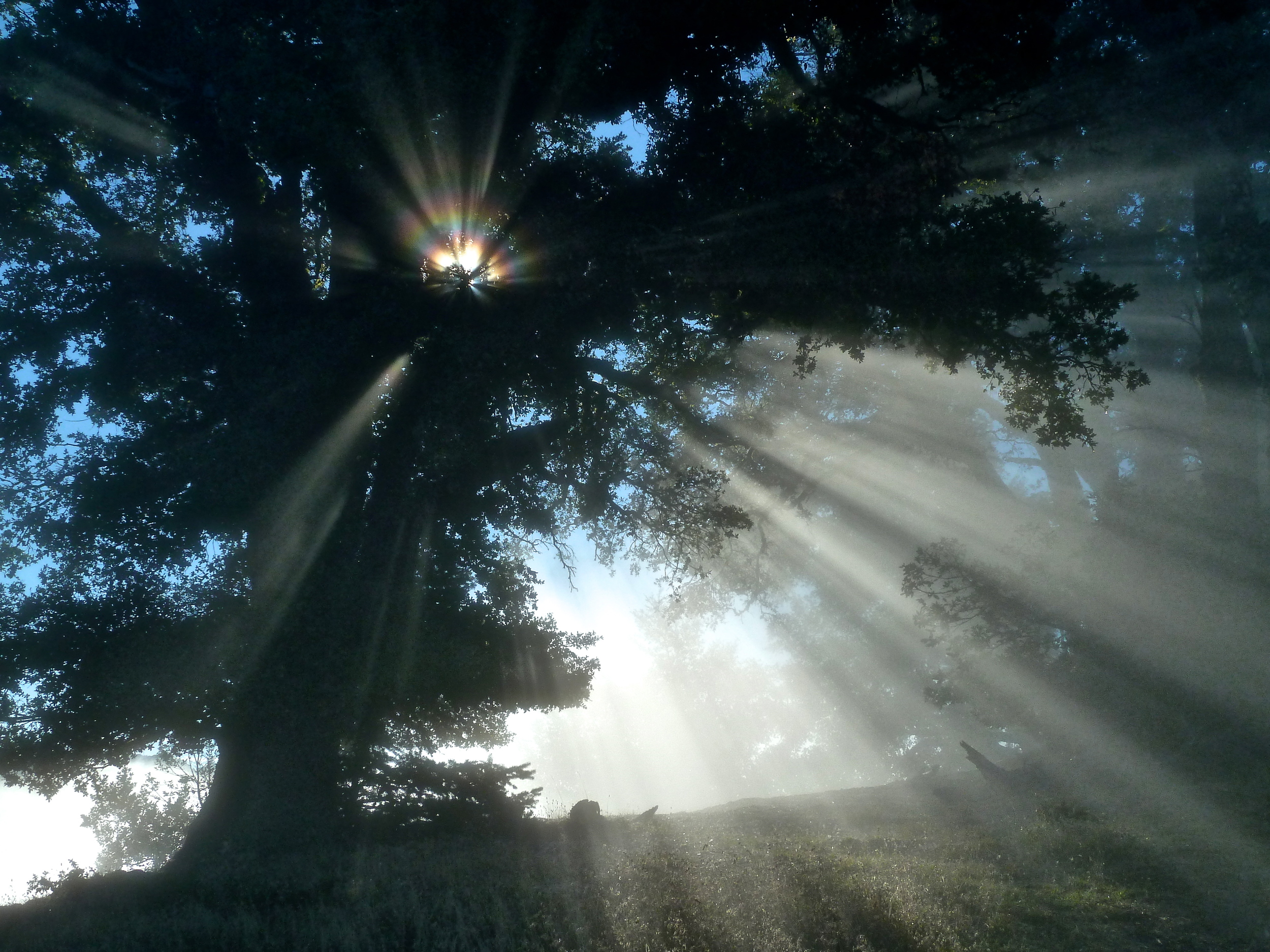 Morning on Mt. Tamalpais.