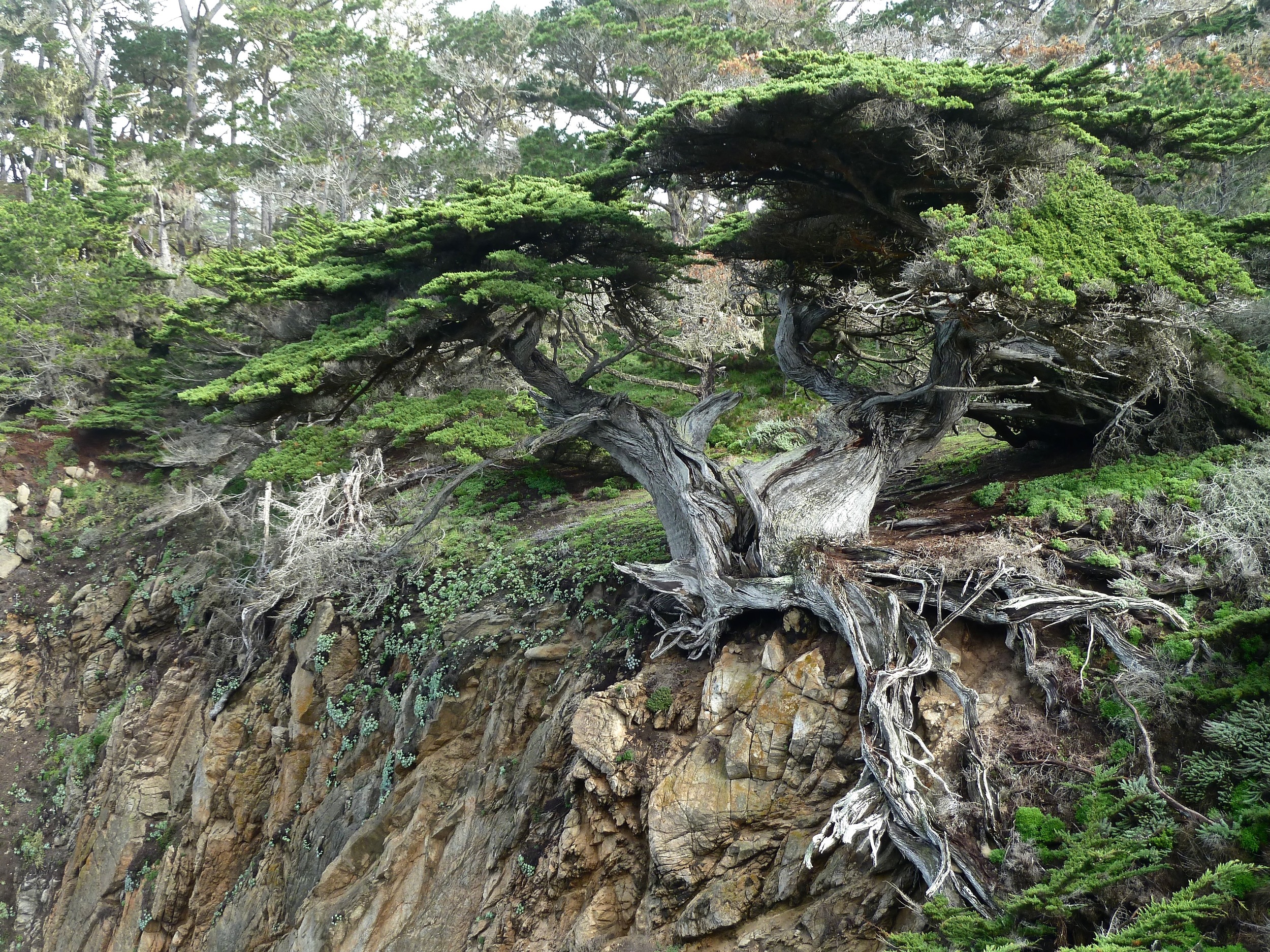 The Monterey Cypress known as Old Veteran clings to the granite of Cypress Cove’s east wall in defiance of the wear and tear of wind, rain and gravity.