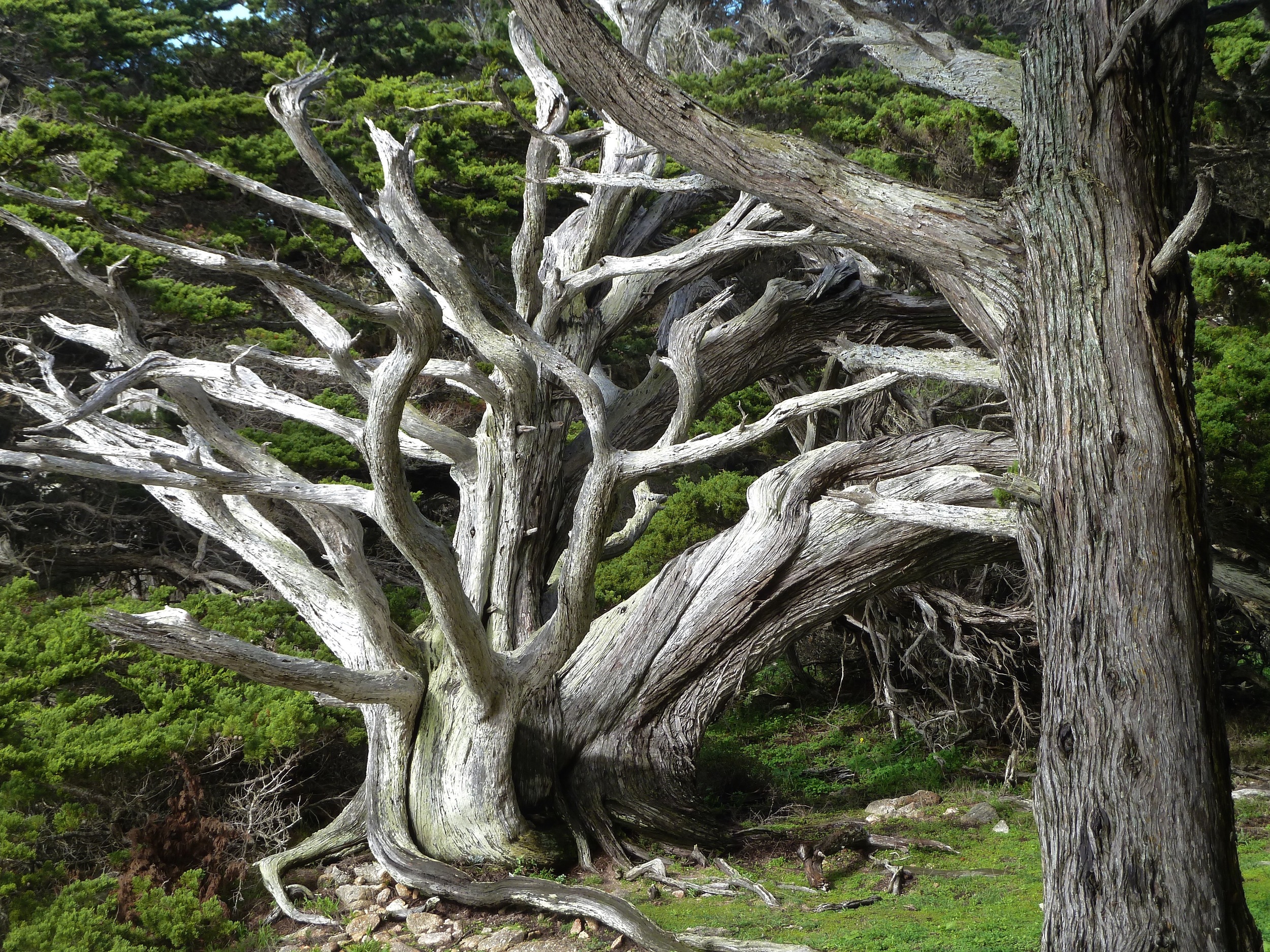 Monterey cypresses, Cypress Grove Trail.