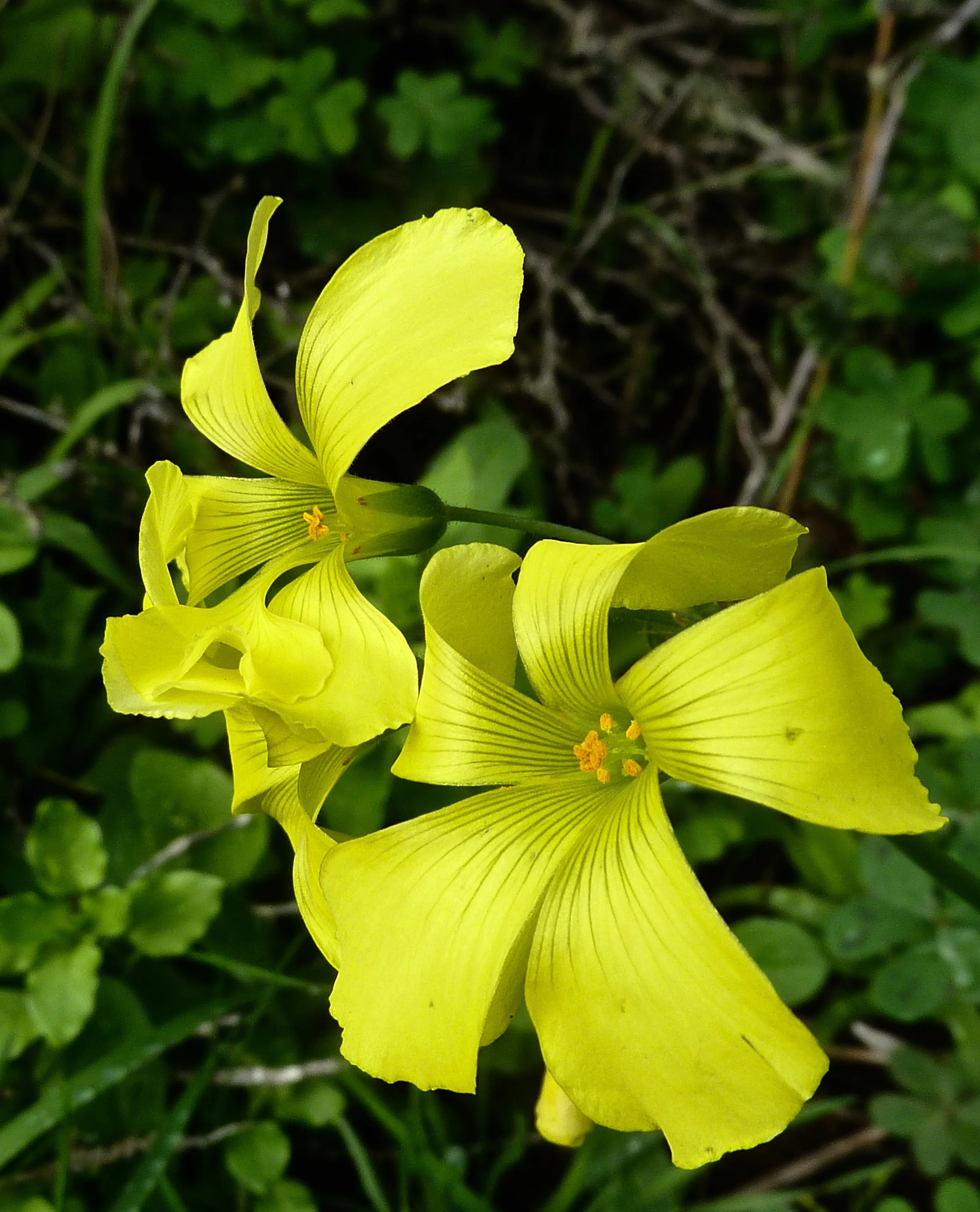 Bermuda buttercups, Cypress Grove Trail.